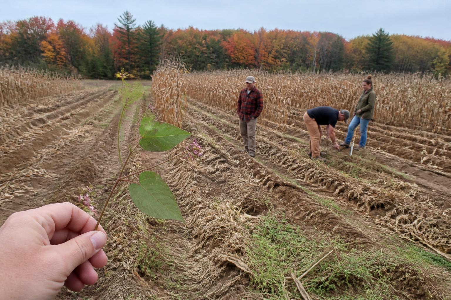 Protecting Maine Crop Health: Managing Emerging Risks and Seasonal Variability - AgroPost