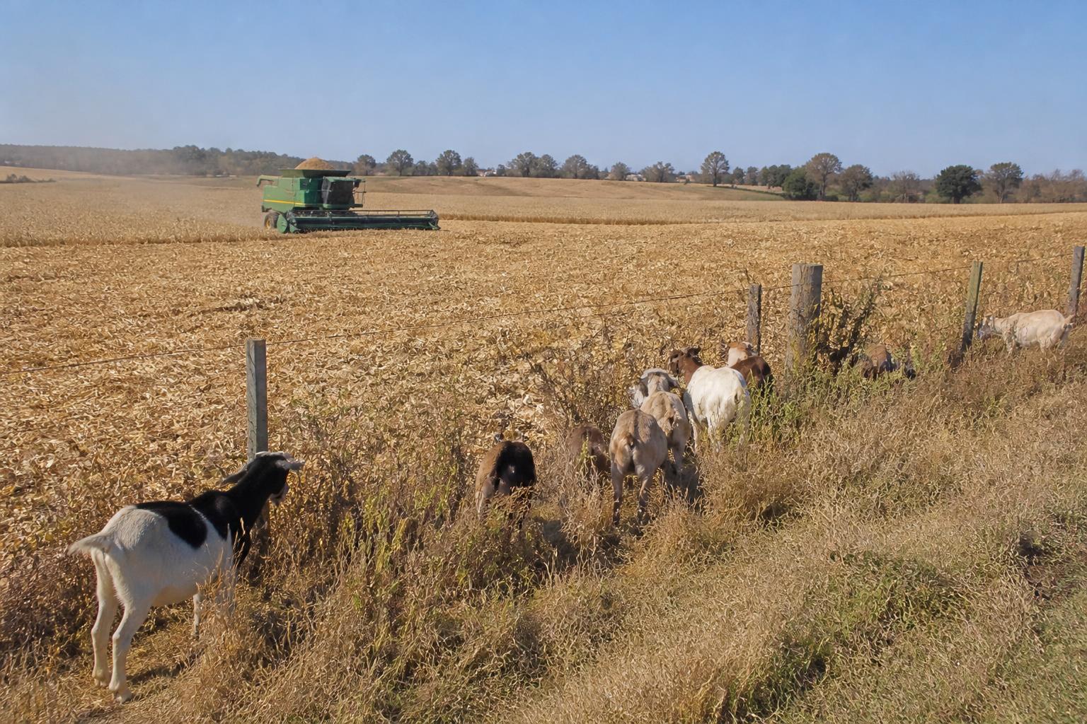 Kansas Harvest Update: Balancing Yield Volatility and Infrastructure Realities
