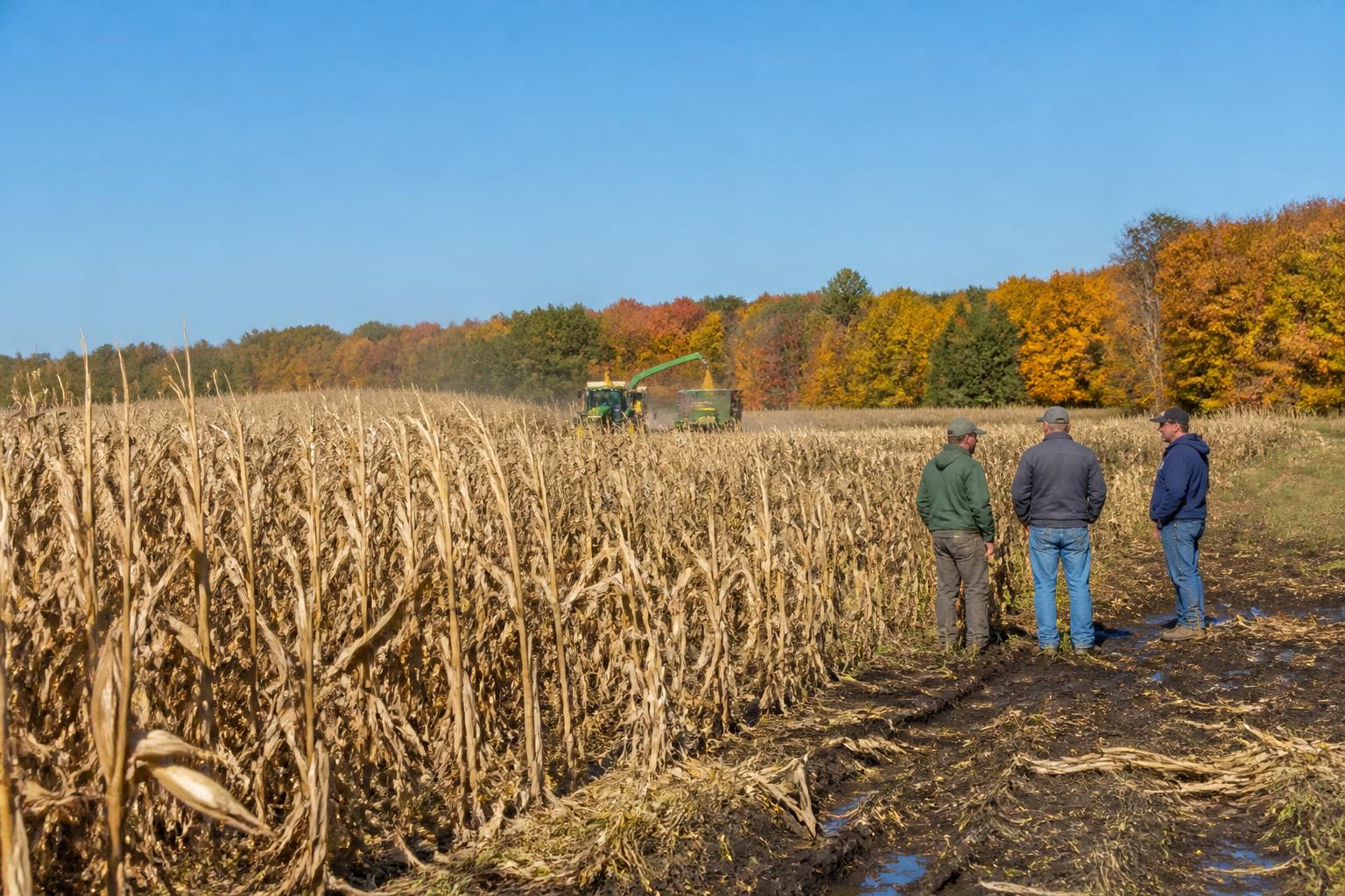 Colorado Grain Harvest Update: Weather Delays and Market Outlook
