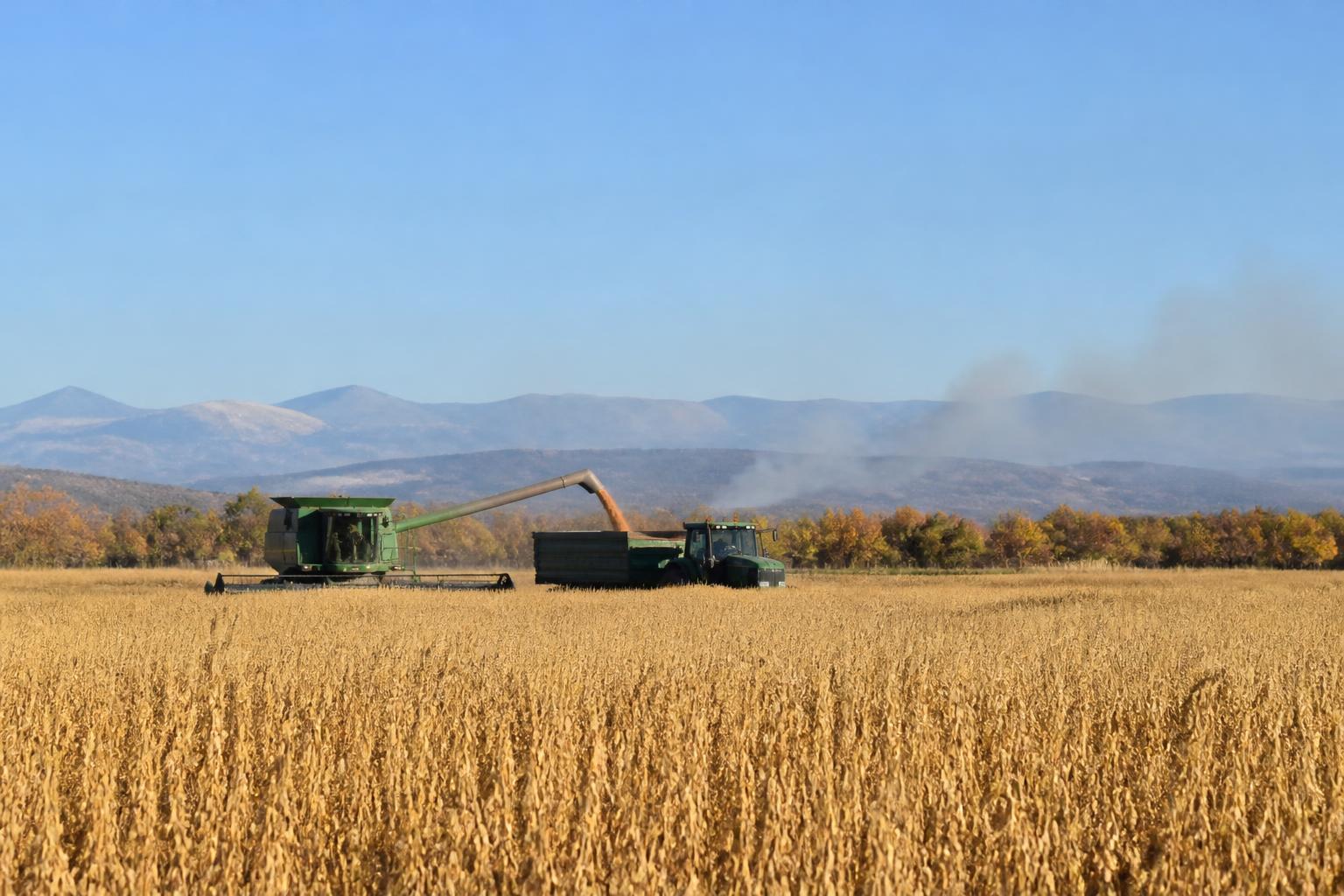 Fall Field Management: Addressing Wheat Stem Sawfly and Evolving Crop Risks in Montana - AgroPost