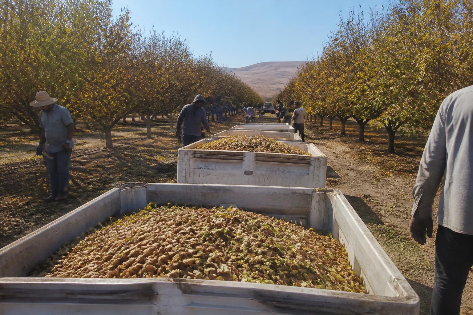 California Ag Logistics: Navigating Shifting Operational Realities