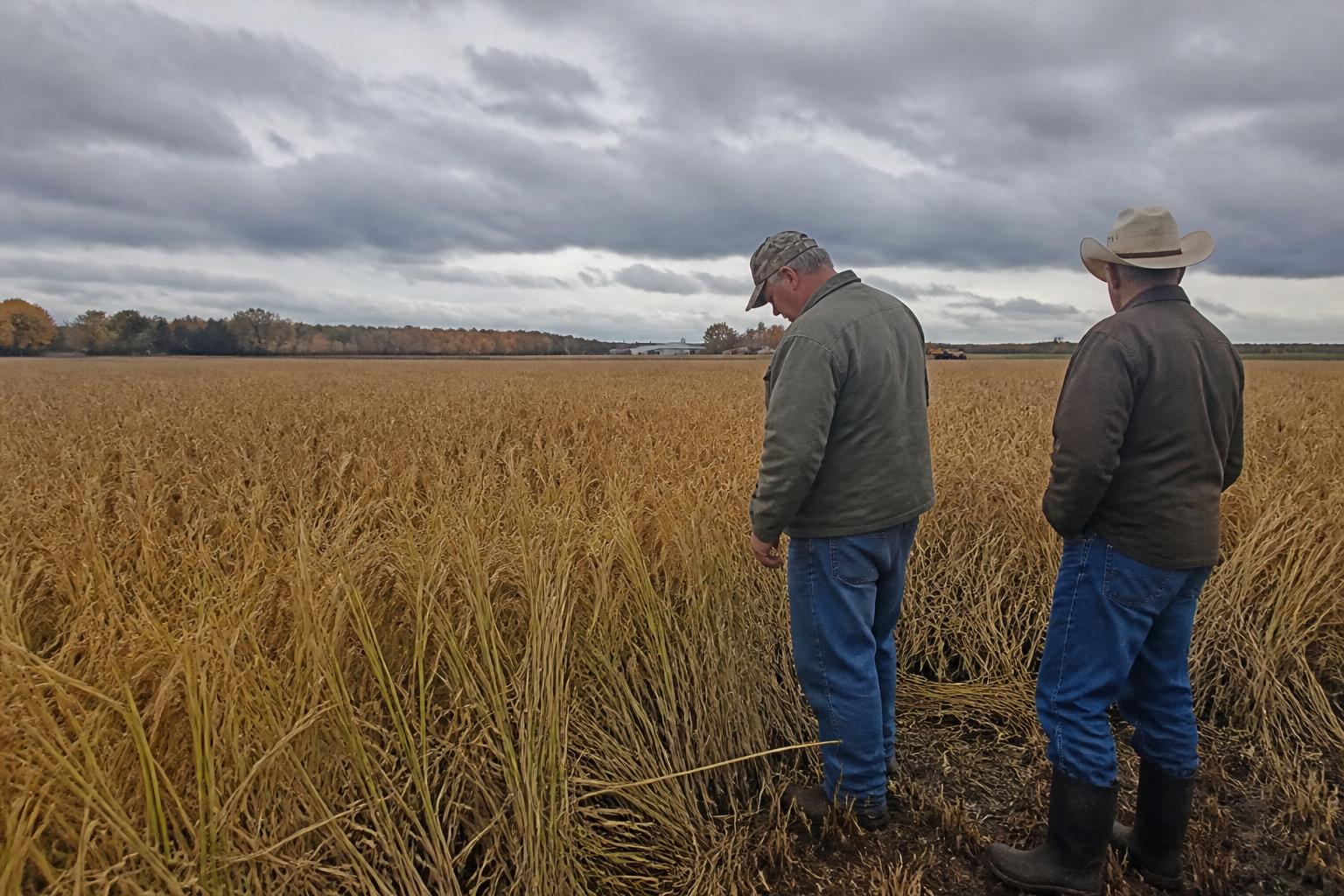 Texas Grain Logistics: Navigating Fall Operational Challenges - AgroPost
