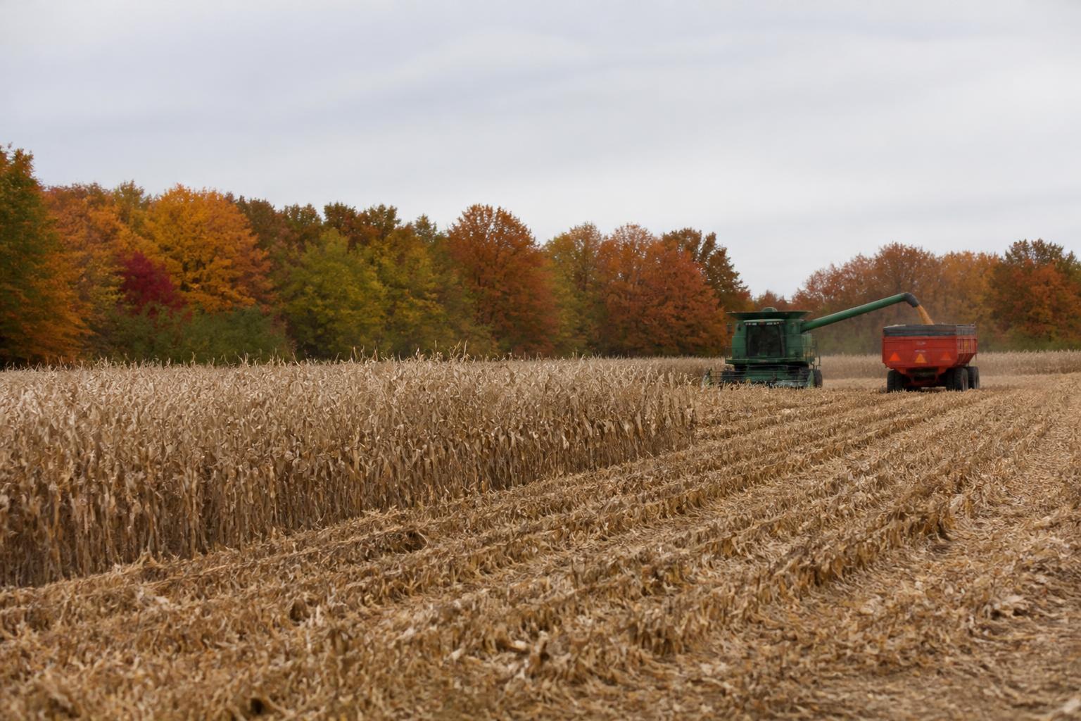 Michigan Corn Update: Managing Tar Spot Risks and Harvest Logistics - AgroPost