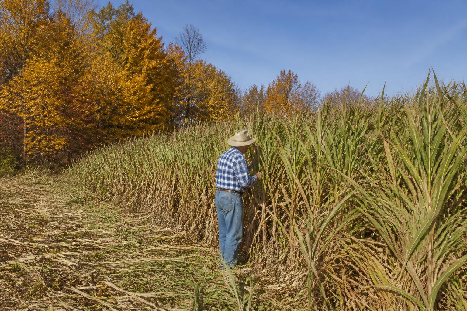 Florida Sugarcane Season Outlook and Operational Realities - AgroPost