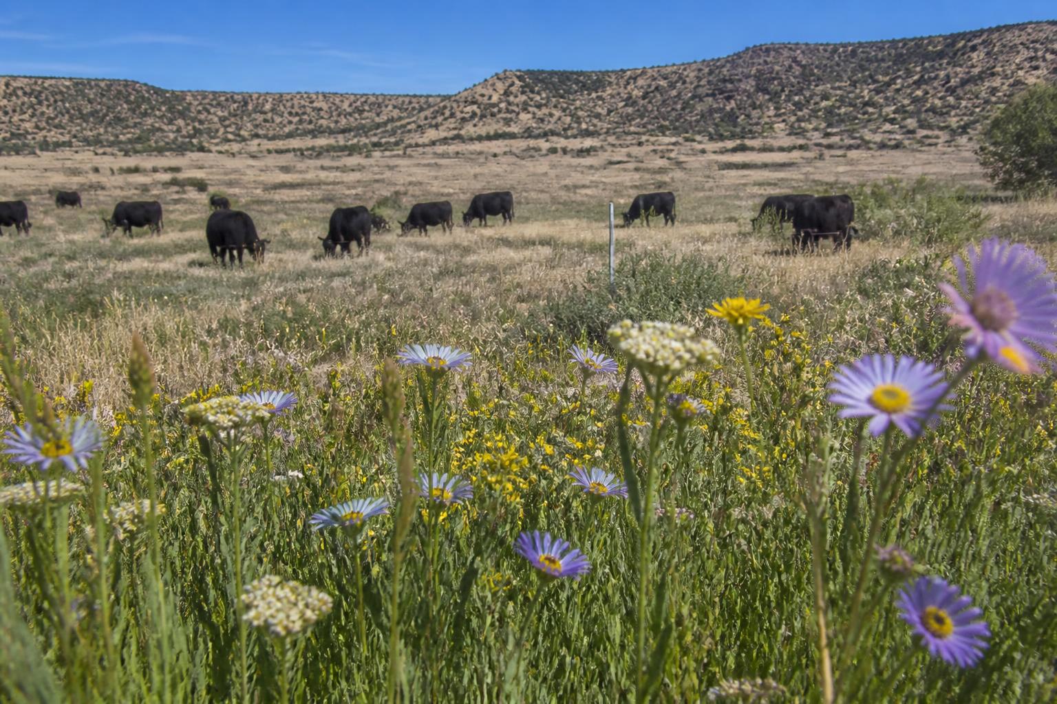 Summer Regulatory Shifts and Biosecurity Measures Redefine New Mexico Ag Transport