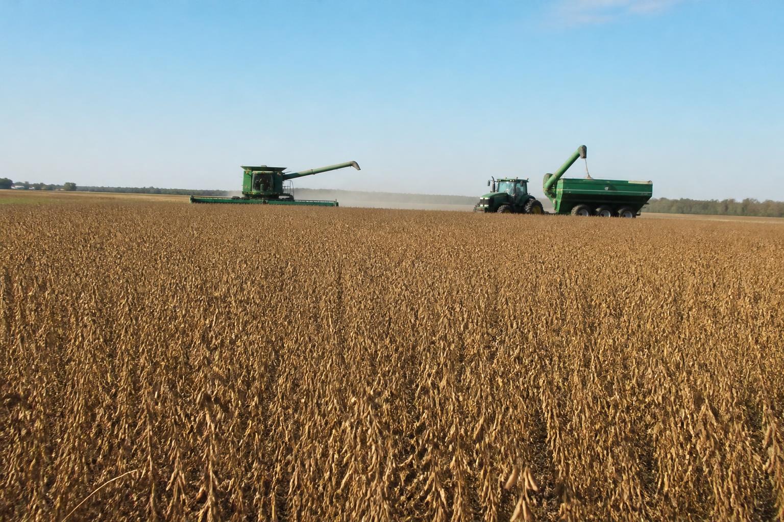 Texas Grain Market Update: Monitoring Export Basis and Logistics as Fall Harvest Progresses