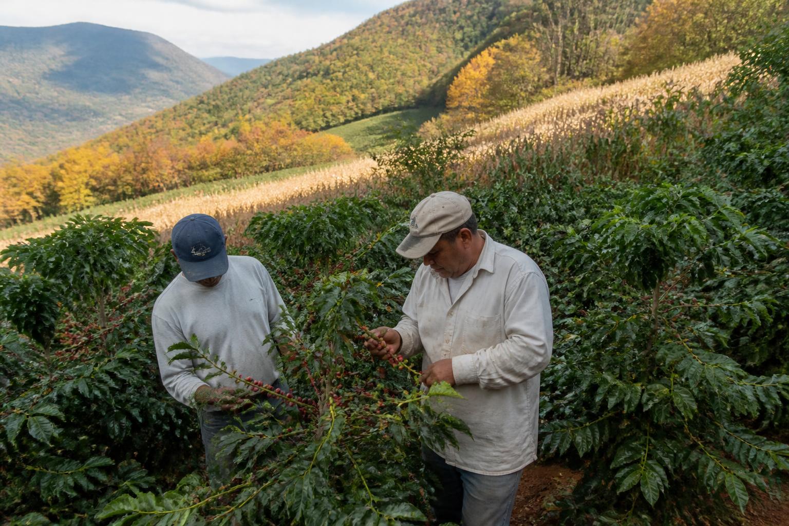 Monitoring Crop Health: Managing Rust Pressures in Louisiana