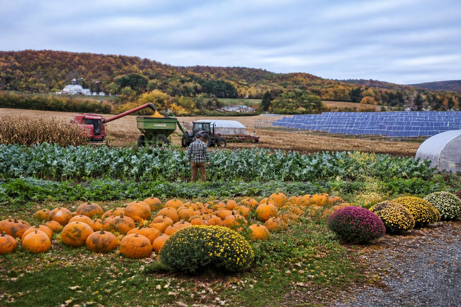 New York Harvest Logistics: Navigating Field Access and Supply Chain Shifts