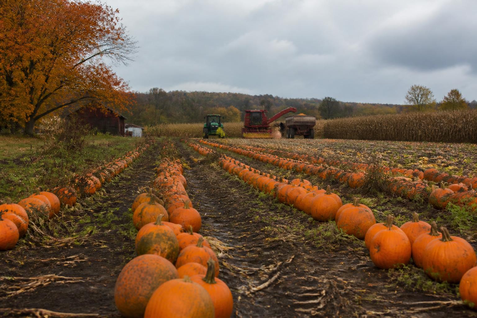 Indiana Harvest Logistics: Navigating Variable Field Conditions and Seasonal Pressures - AgroPost
