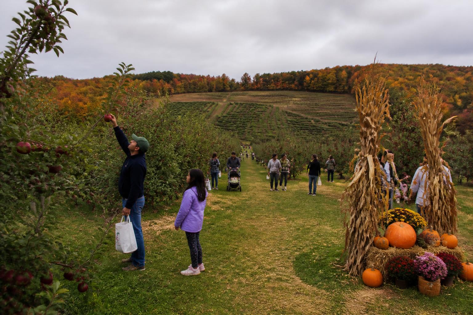 Fall Operational Shifts: Balancing Harvest and Future Planning in New Hampshire
