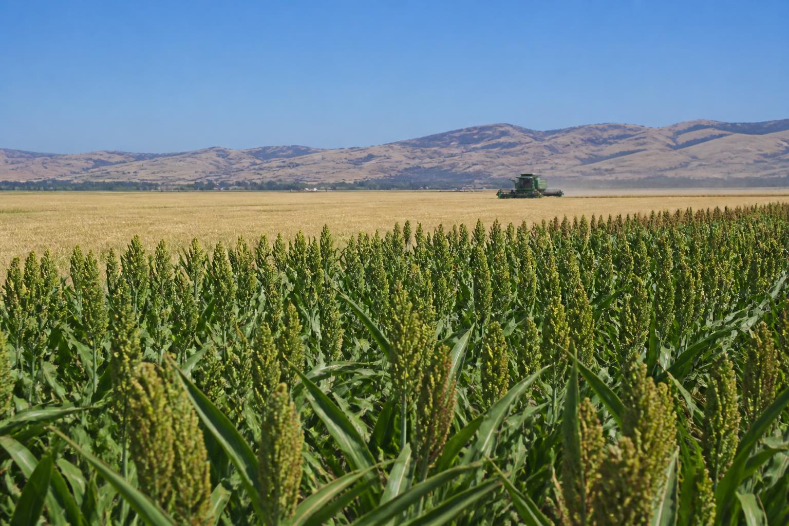 California Grain Market: Strong Wheat Prospects Amid Rice Price Pressures and Rising Input Costs