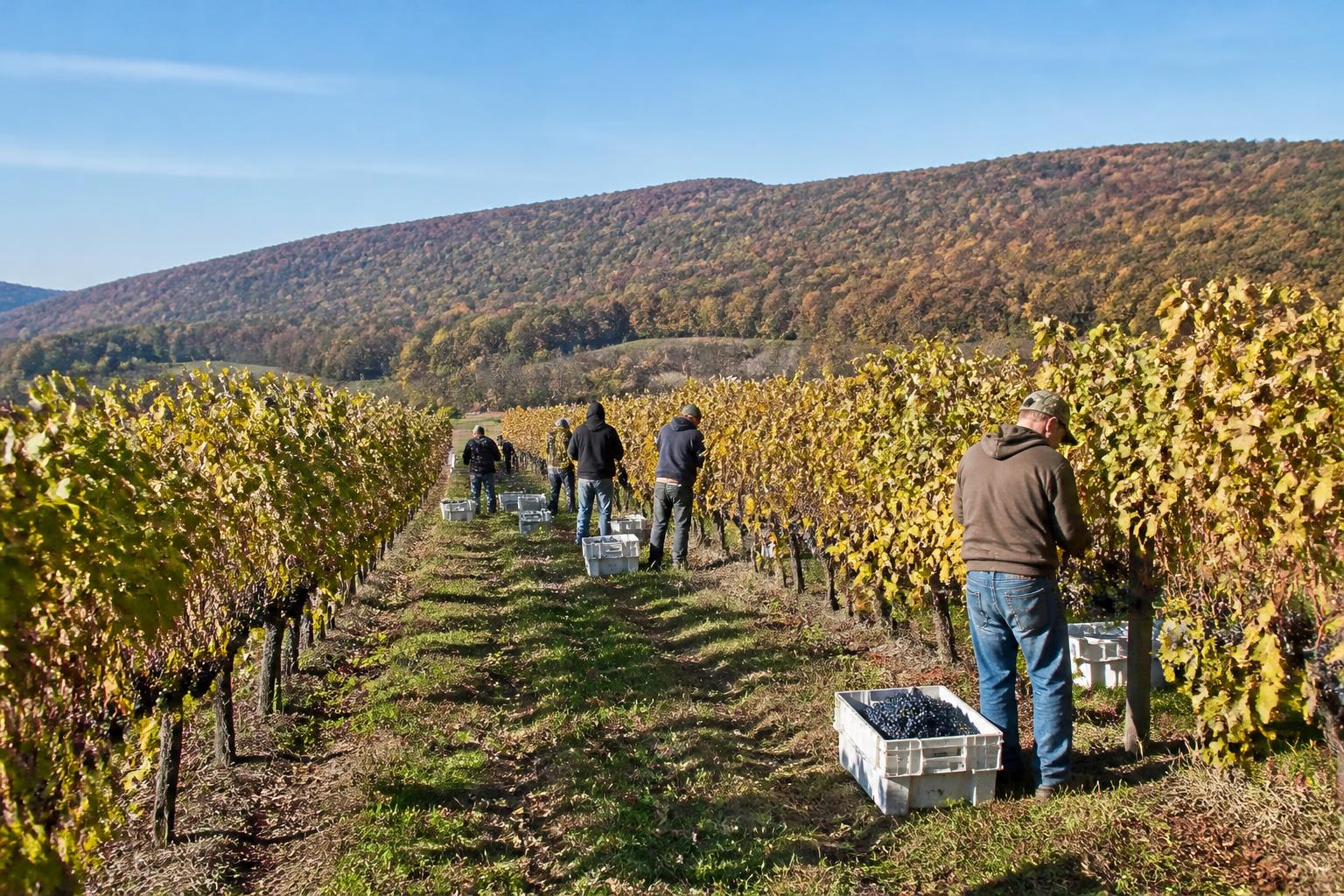 Optimizing Logistics and Supply Chain Resilience for Virginia Producers - AgroPost