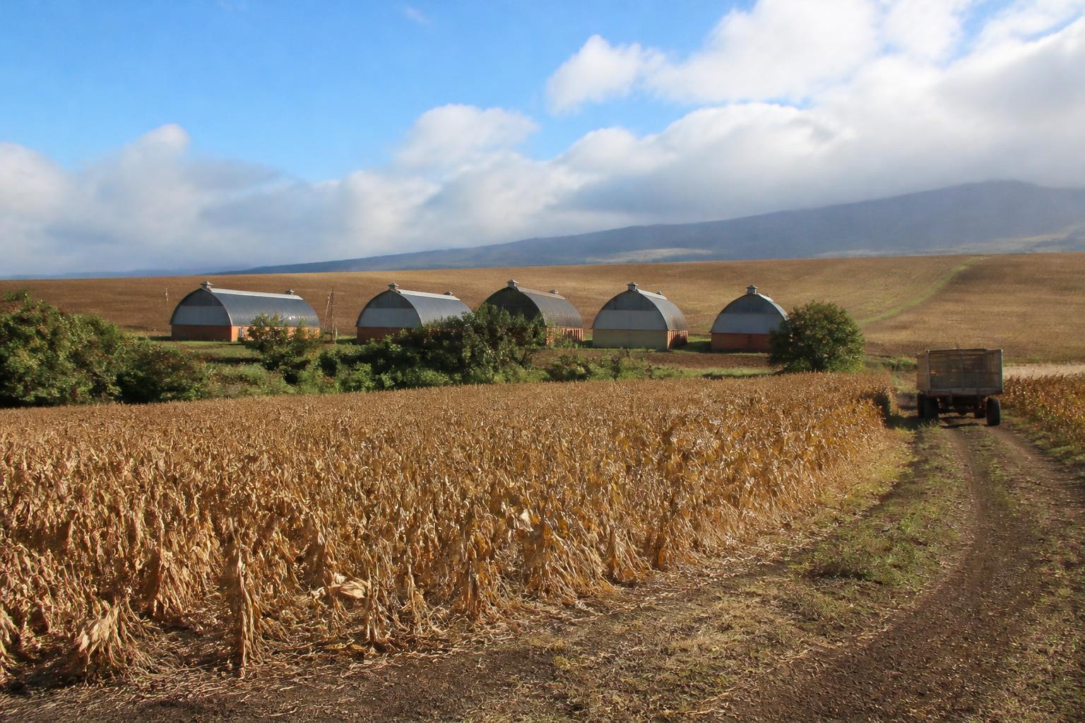 Hawaii Agribusiness Infrastructure Expansion and Policy Hurdles