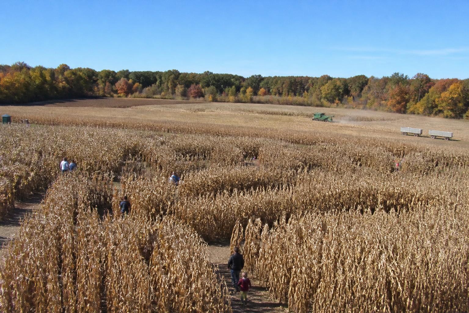 Connecticut Grain Market Brief: Assessing Mid-October Price Trends - AgroPost