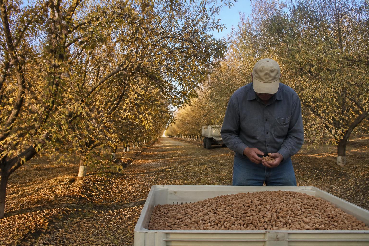 California Growers Navigate New Relief Programs Amid Regulatory Pressures - AgroPost