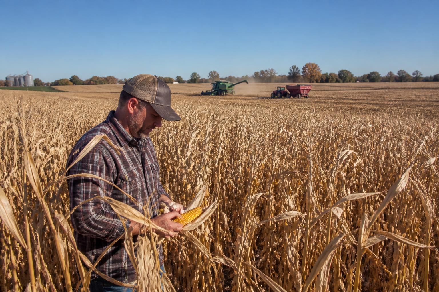 Iowa Harvest Momentum and the Tightening Grain Marketing Window