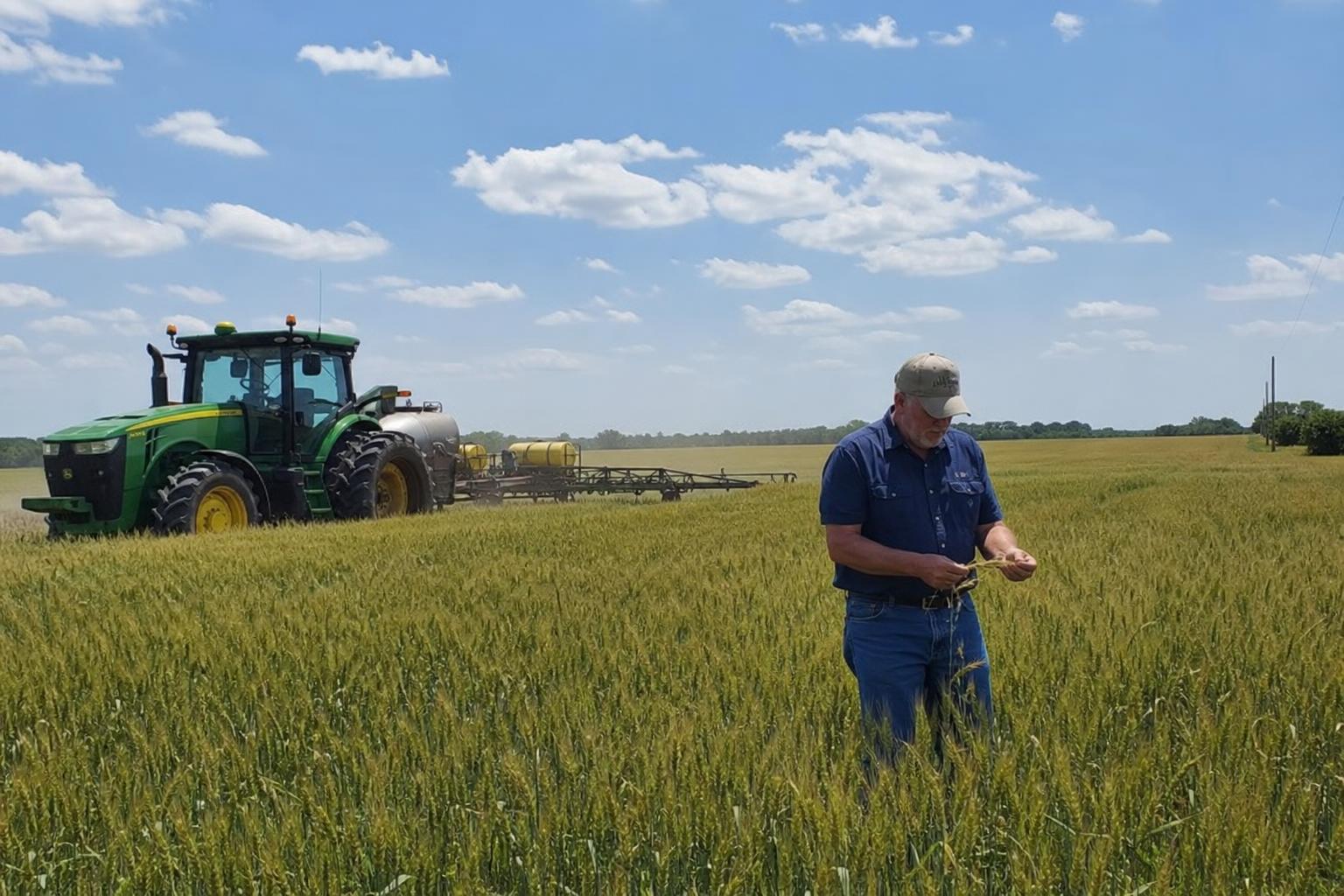 Alabama's Wheat Market: Navigating Opportunities and Challenges - AgroPost