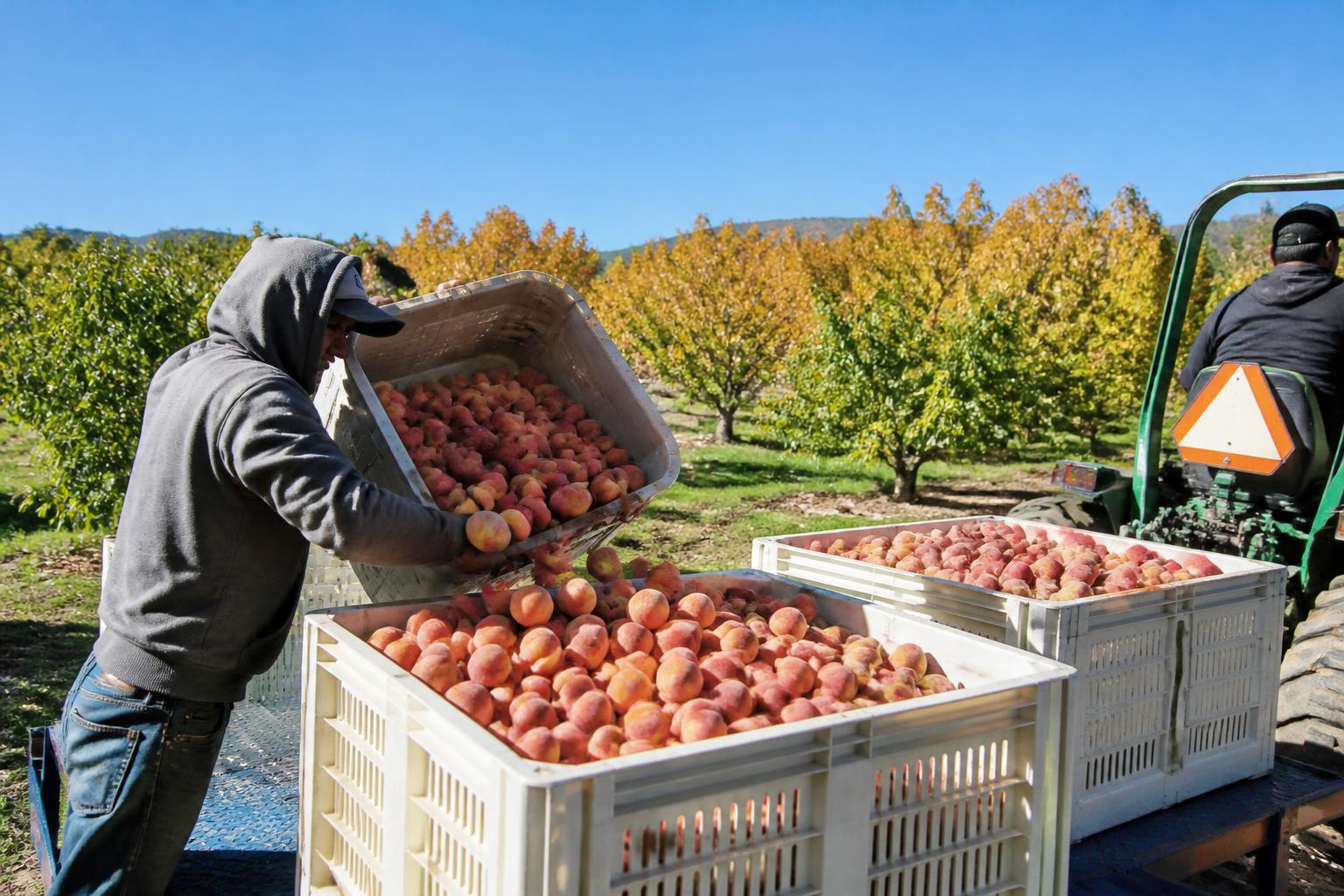 California Growers Face Heightened Biosecurity Alerts This Fall - AgroPost