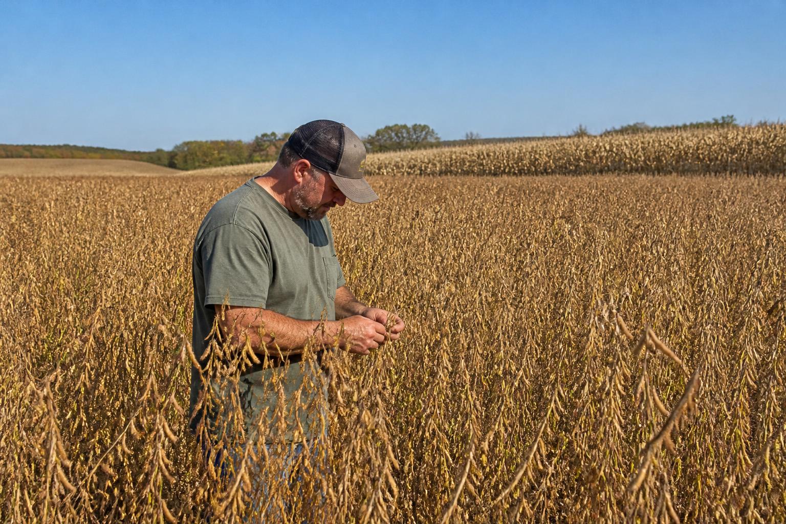 Missouri Seasonal Outlook: Managing Disease Pressure and Fertilizer Strategy