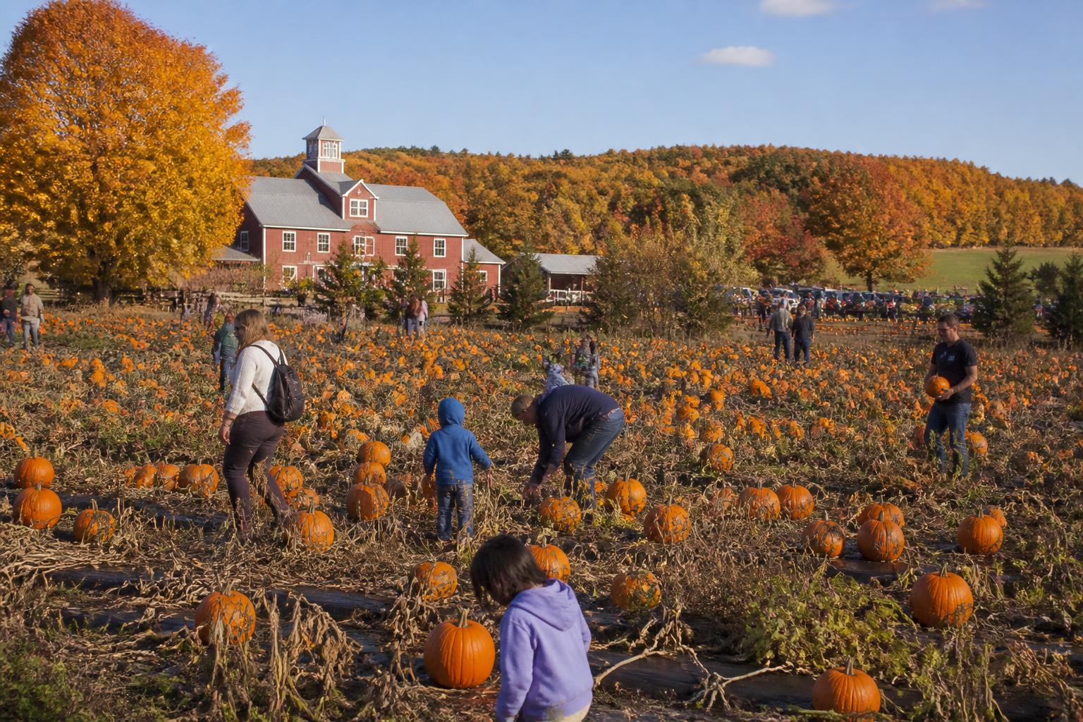 New Hampshire Logistics: Managing Seasonal Throughput as Harvest Peaks