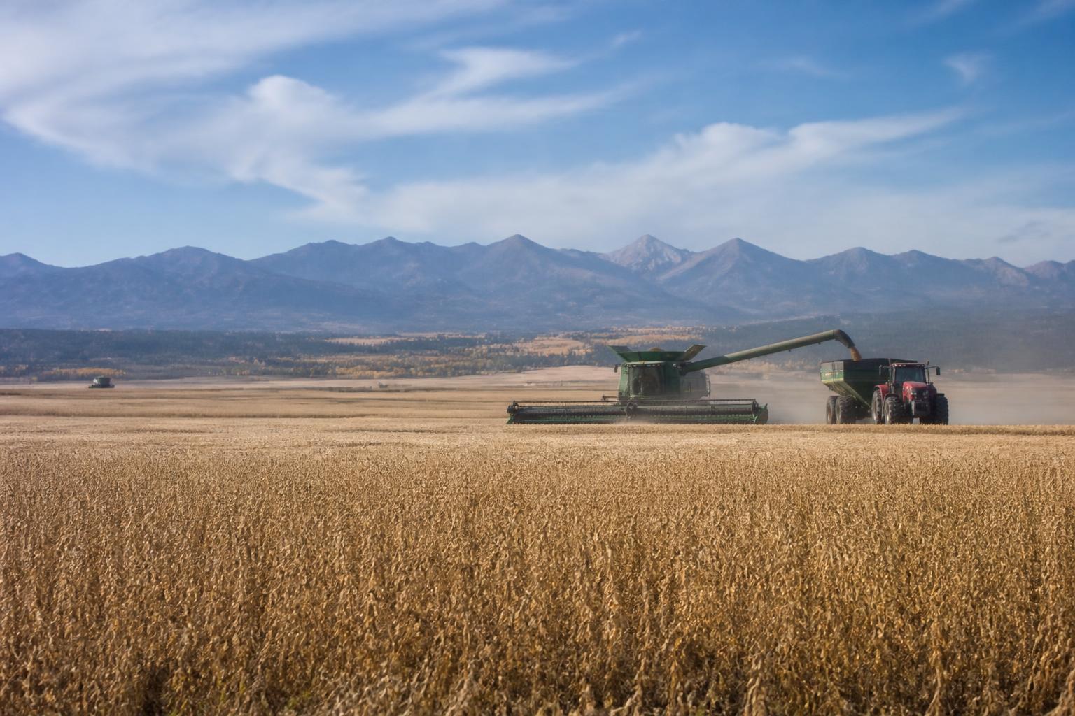 Montana Grain Market Outlook: Navigating Yields and Regional Logistics