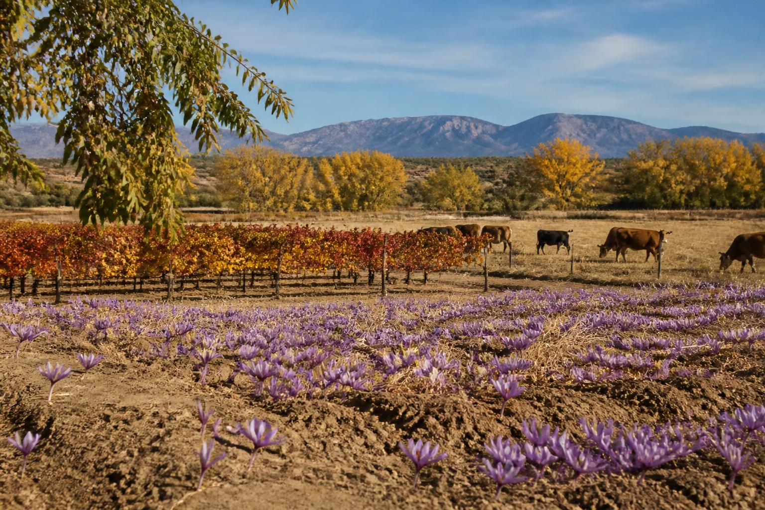 Diversification and Risk Management in New Mexico Agriculture - AgroPost