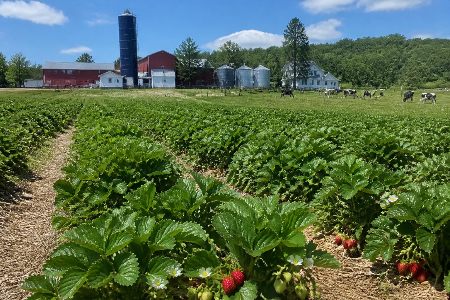 Protection des cultures du Vermont : Naviguer dans les débats sur les herbicides et les règles des bassins versants cet été