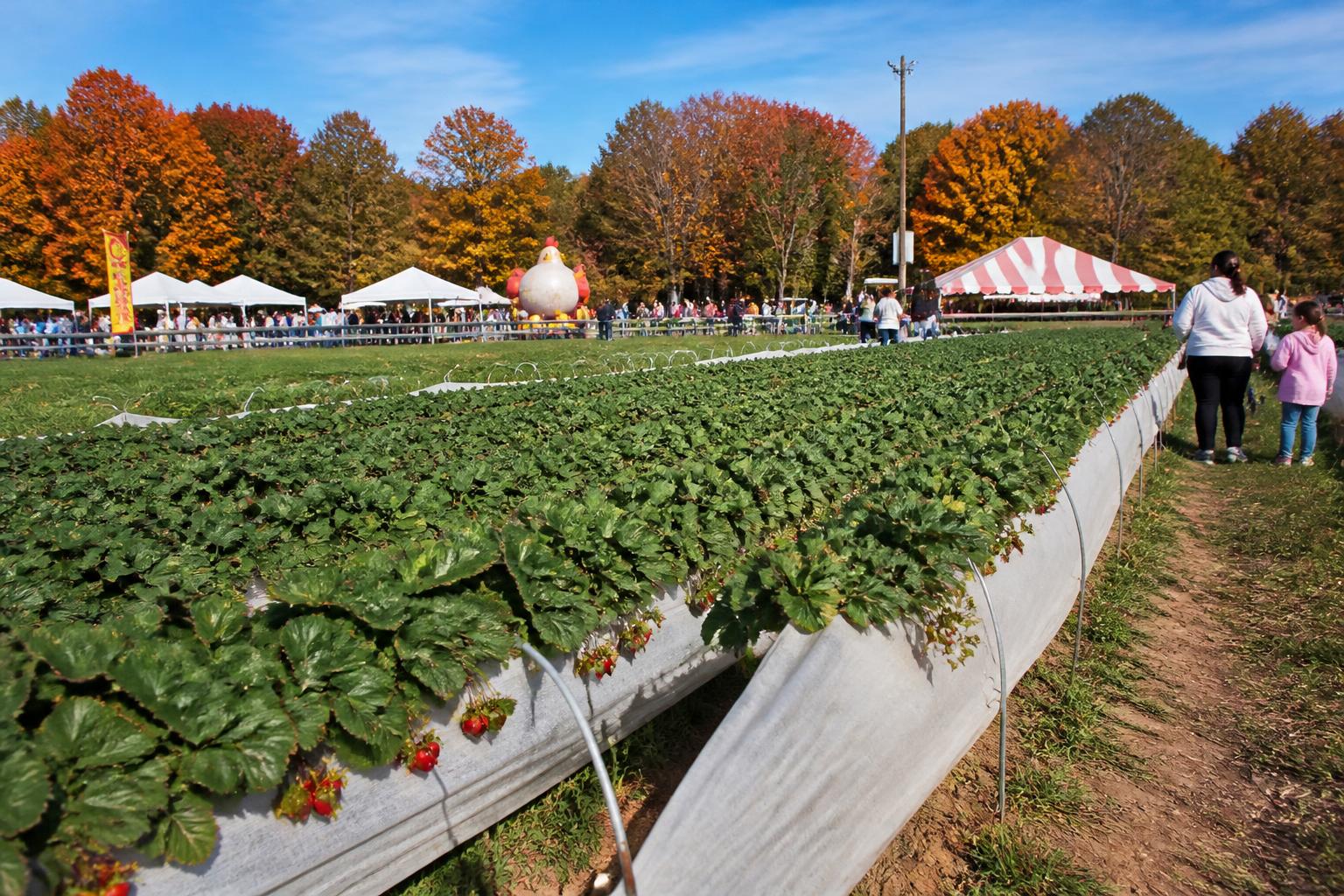 Optimizing North Carolina Harvest Flow Amidst Seasonal Logistics Shifts - AgroPost
