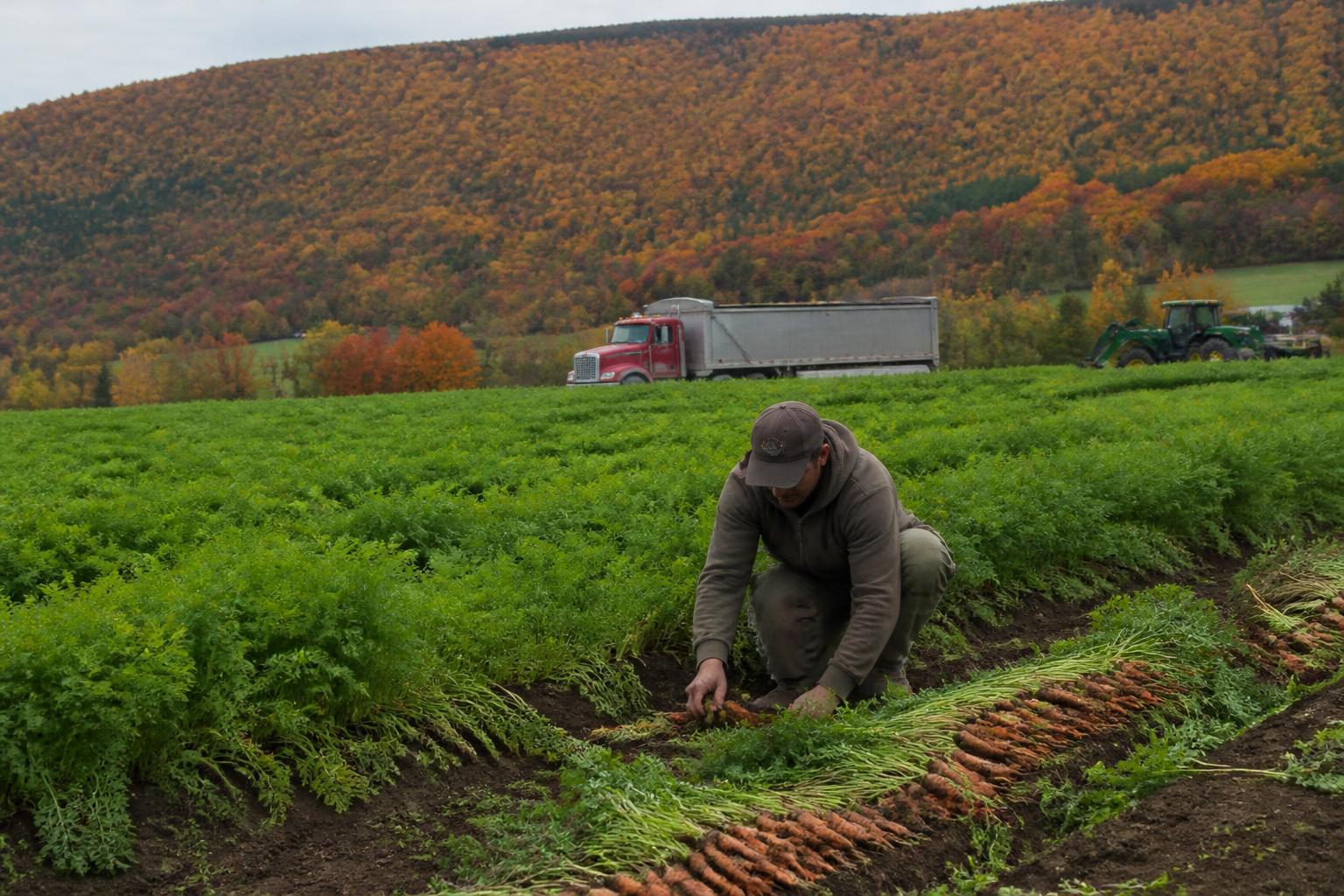 Supporting Connecticut Growers: Financial Recovery and Soil Stewardship this Fall - AgroPost