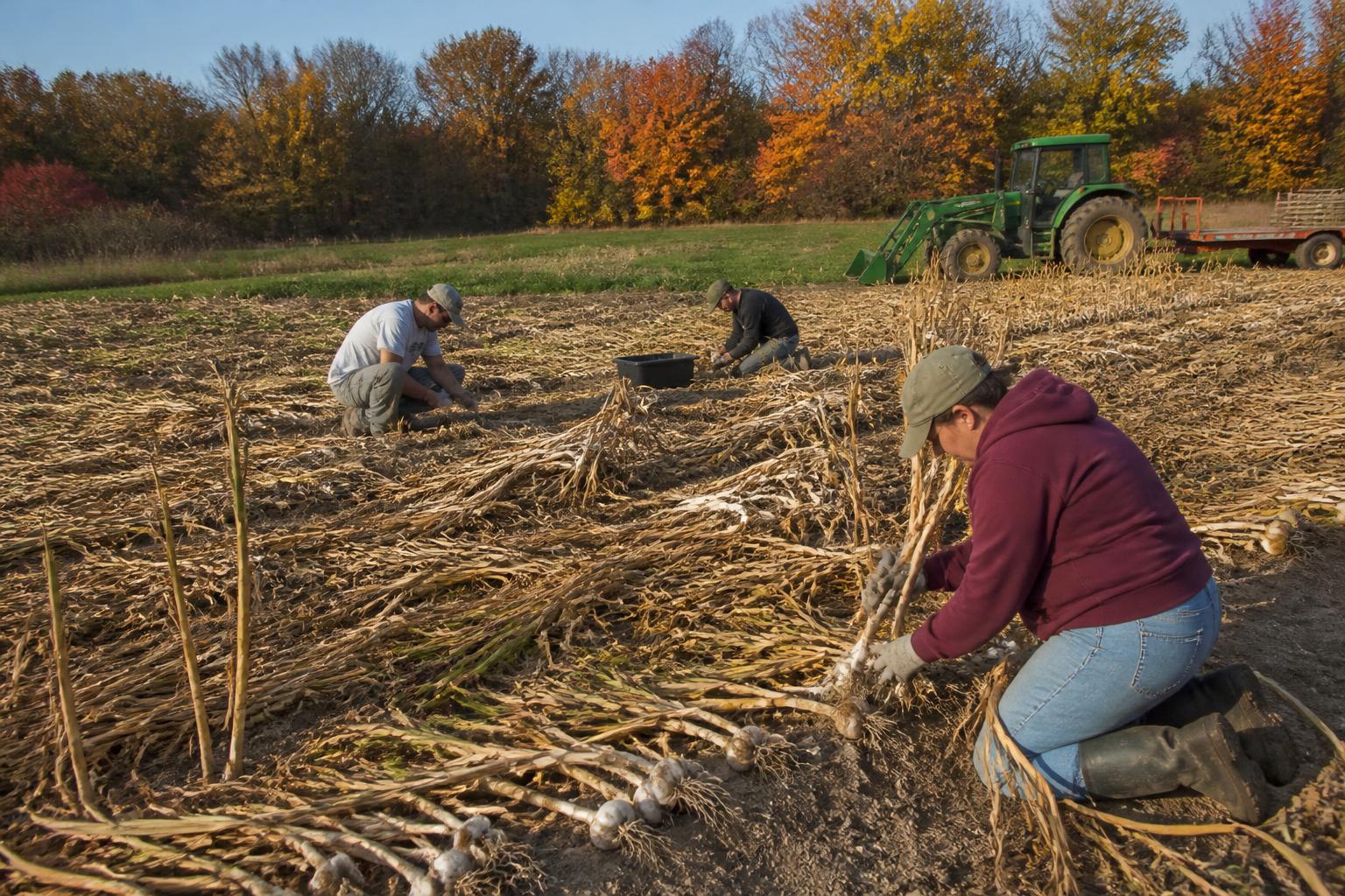 Optimizing Fertilizer Procurement Strategies for Idaho Growers