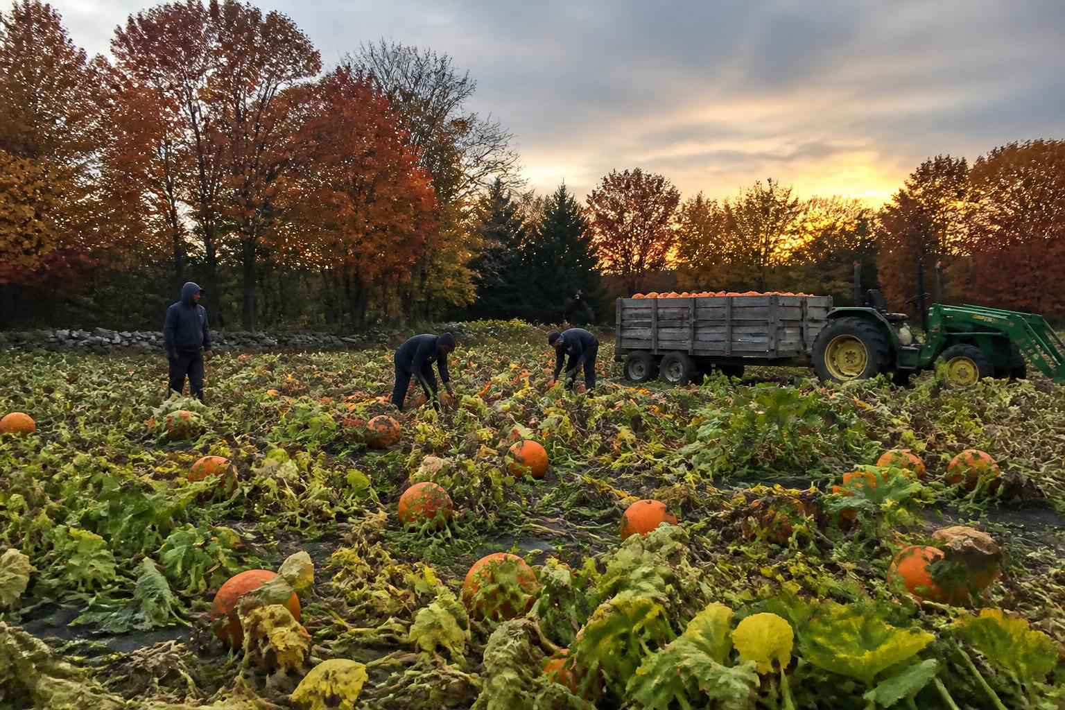 Rhode Island Farm Management: Balancing Soil Health and Regulatory Planning this Fall