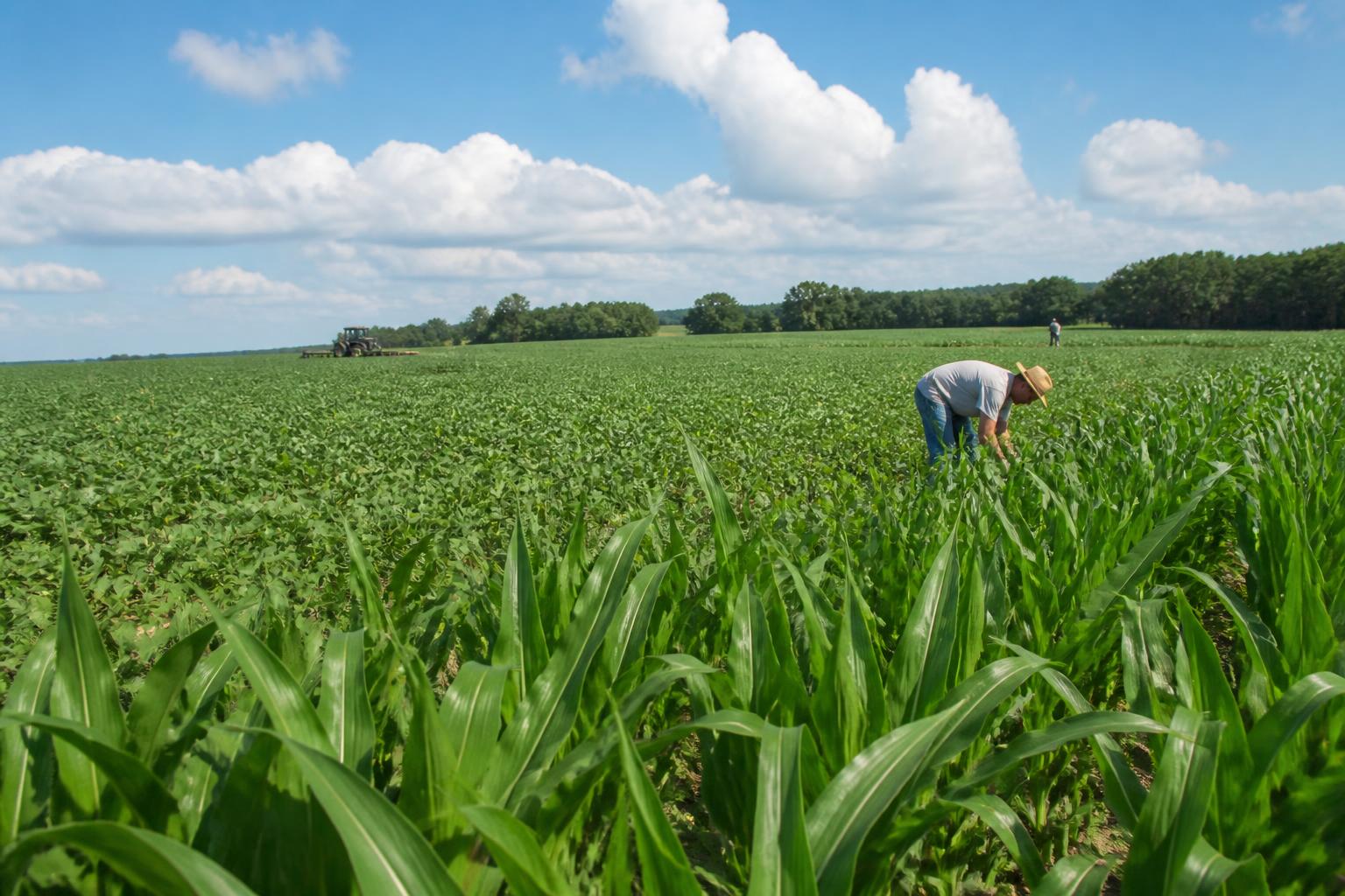 Kentucky Summer Grain Logistics: CGB Acquisition and Rail Mergers Reshape Crop Transport
