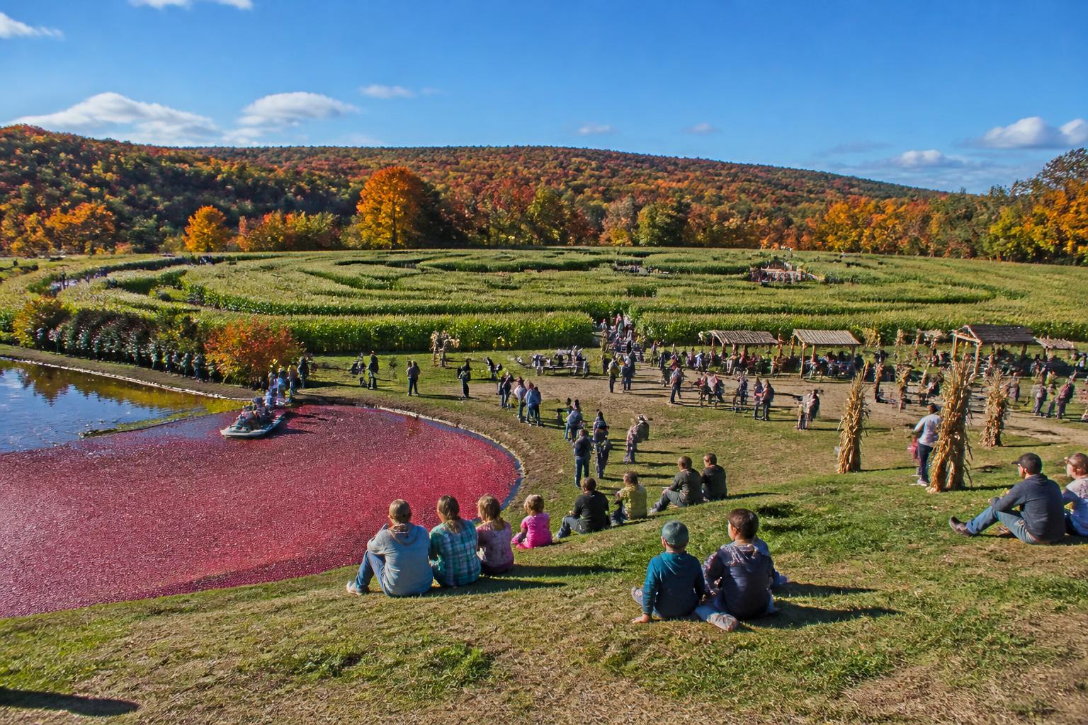 Massachusetts Harvest Season Update: Logistics and Market Resilience