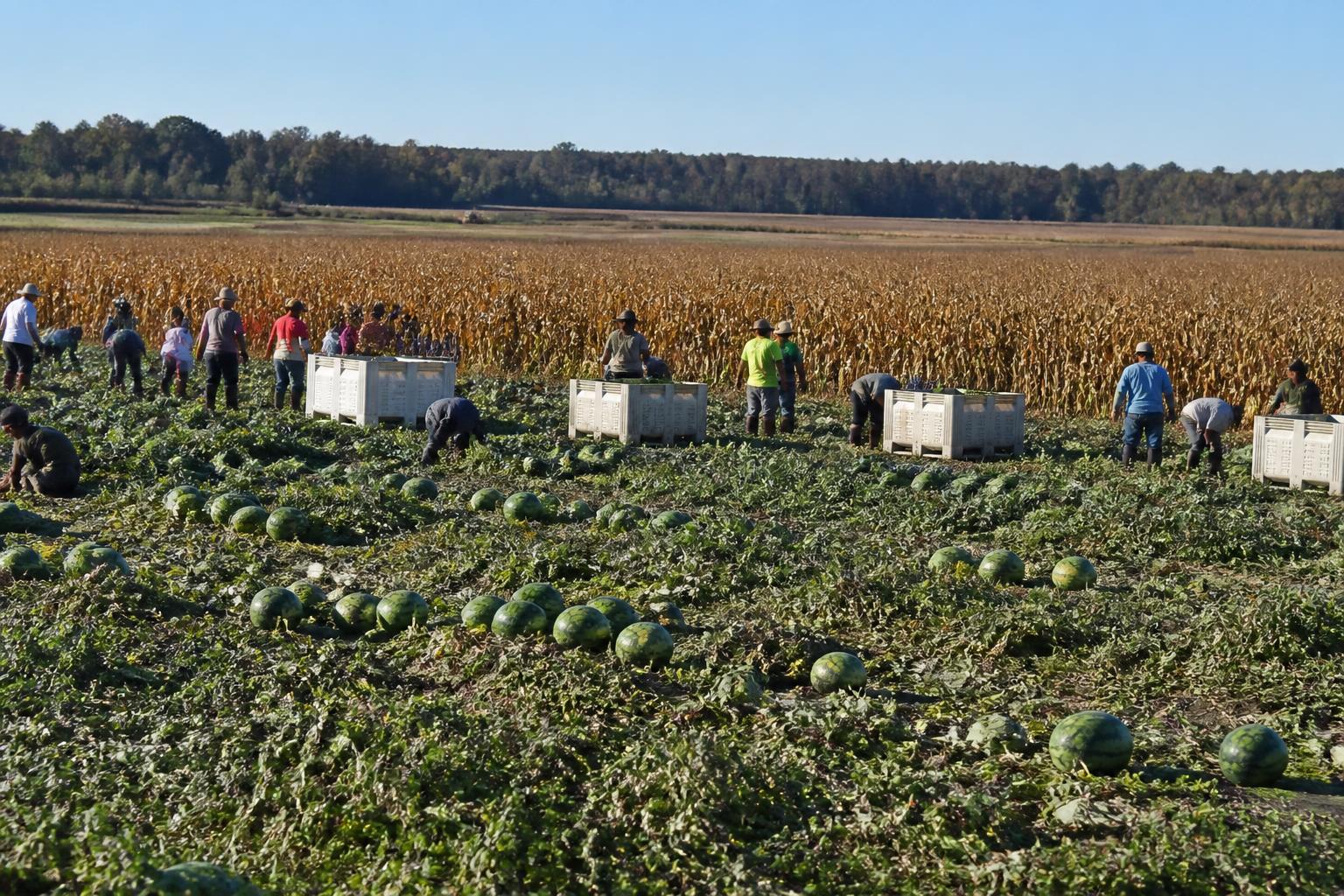 Mississippi Harvest Pace and Logistics: Mid-October Field Update