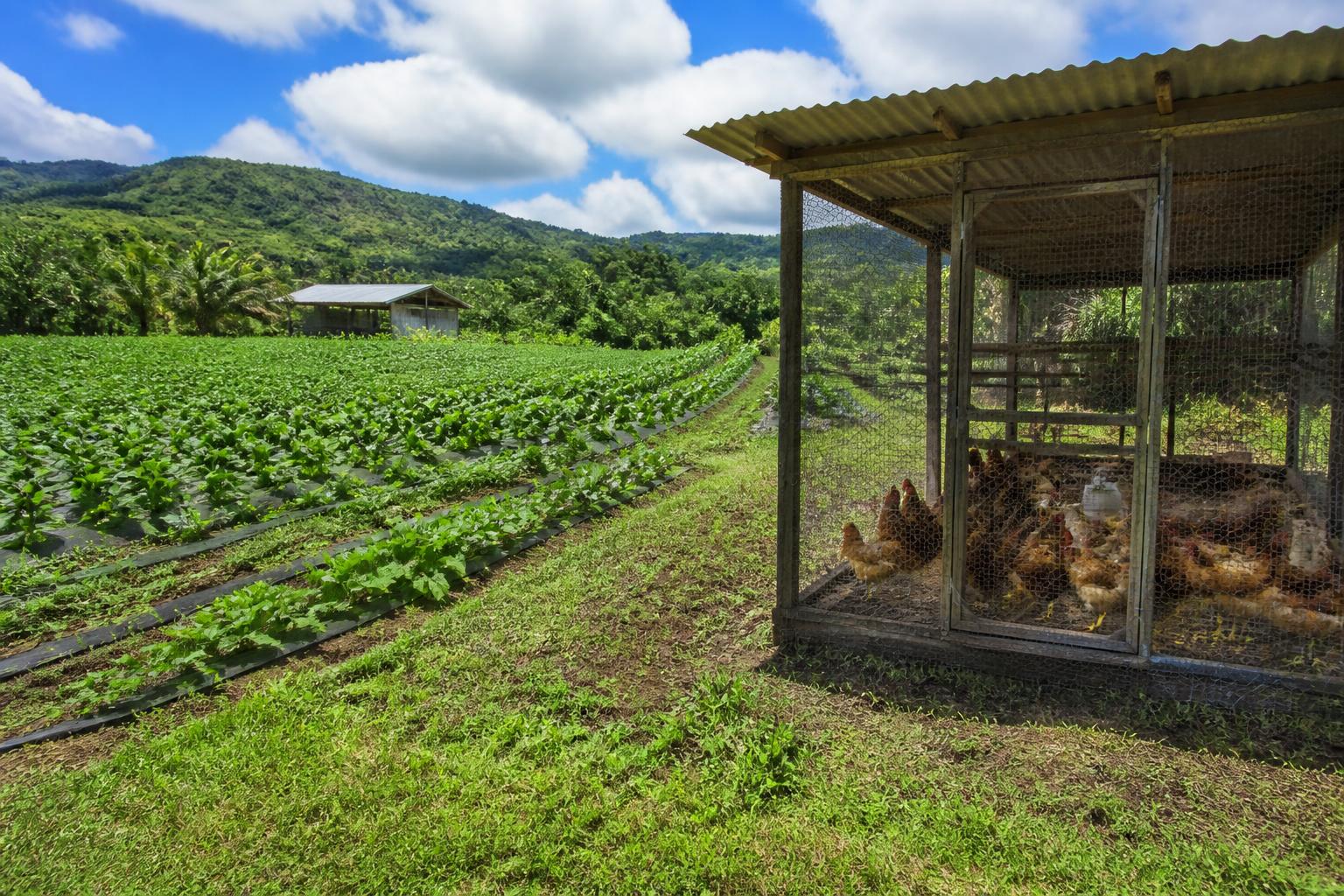 Safeguarding Hawaii Agriculture: Biosecurity, Brand Protection, and Local Supply Chain Investments