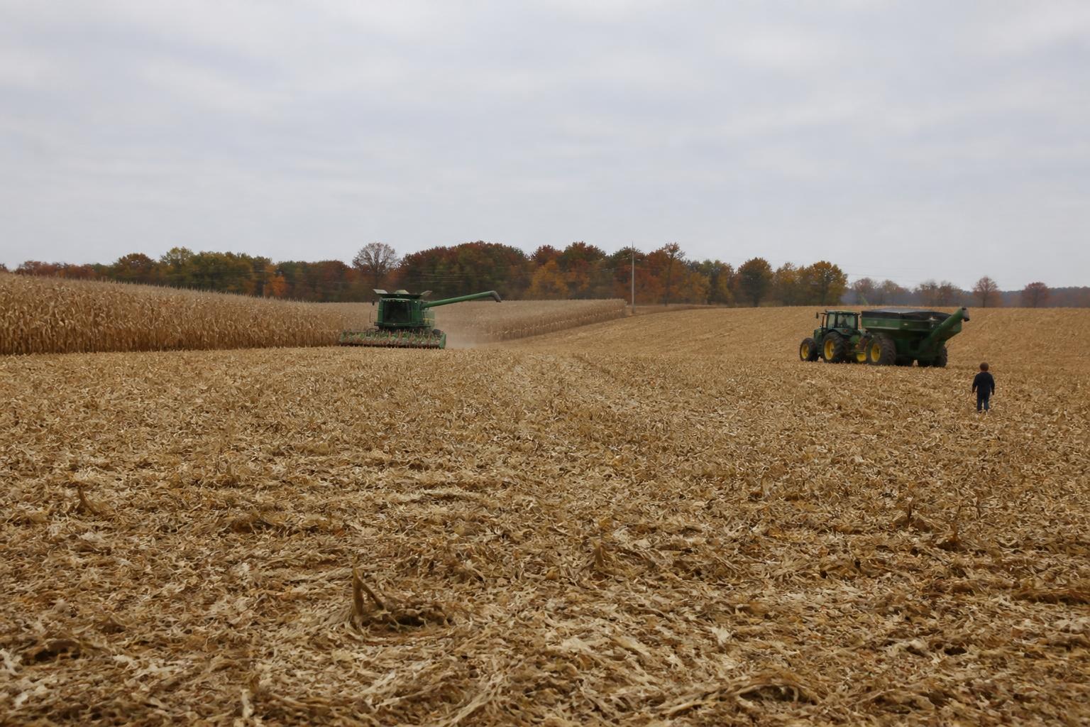 Indiana Harvest Gains Momentum Amidst Easing Fuel Regulations