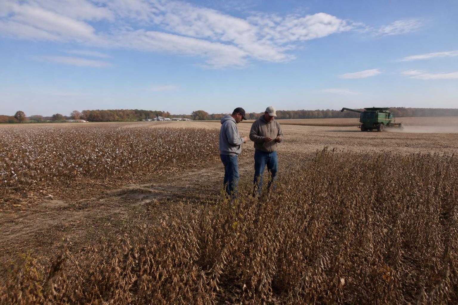 Arkansas Crop Protection and Yield Outlook as Harvest Accelerates