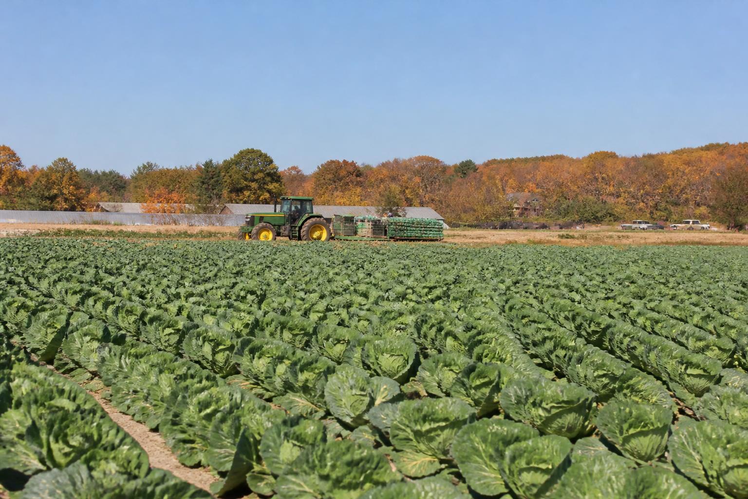 Actualización Agrícola de Florida: Navegando los Cambios en Fertilizantes y Desafíos de Producción estacional