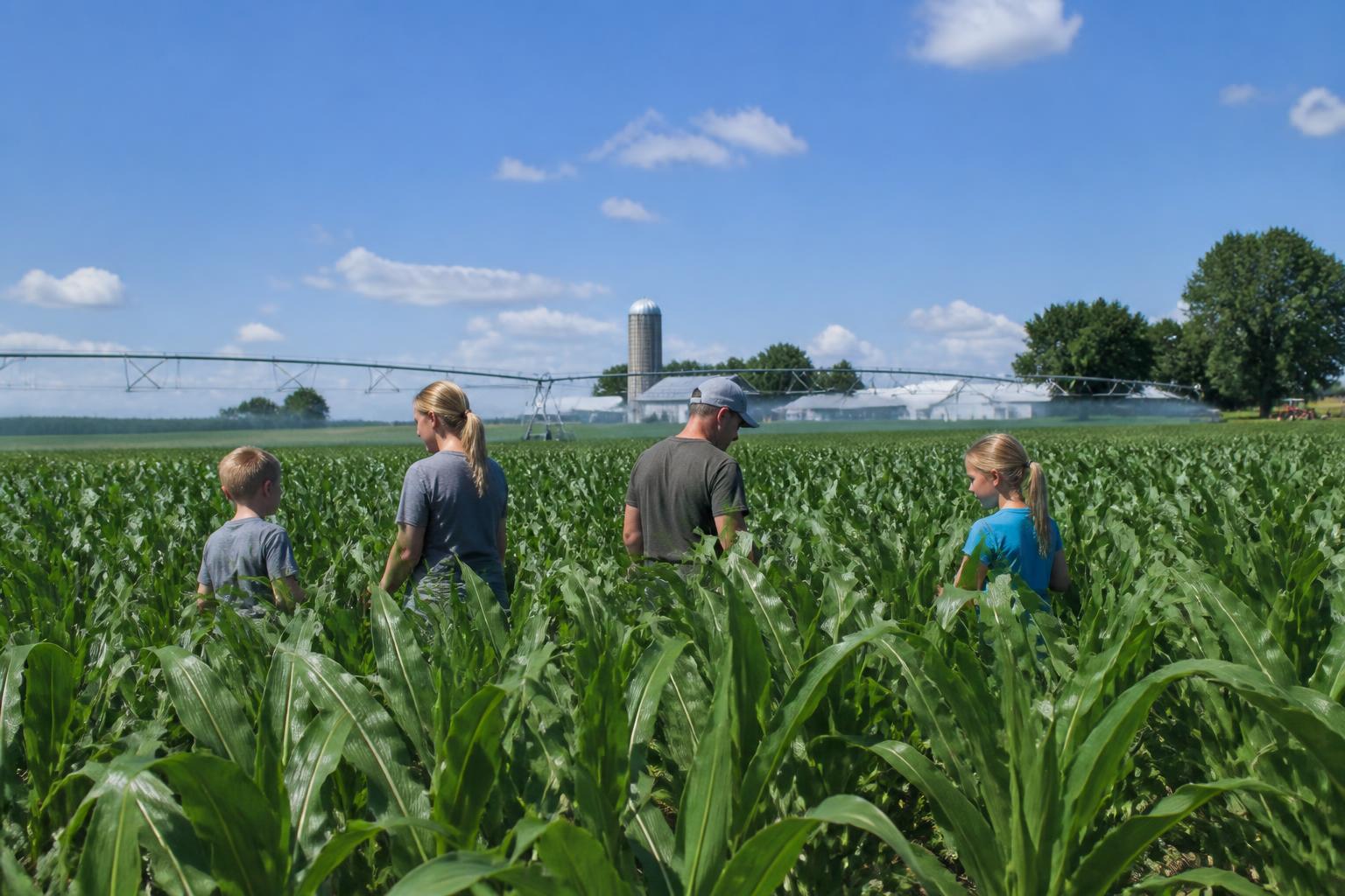 Wisconsin Grain Market Navigates Summer Shifts as the Corn Belt Expands North