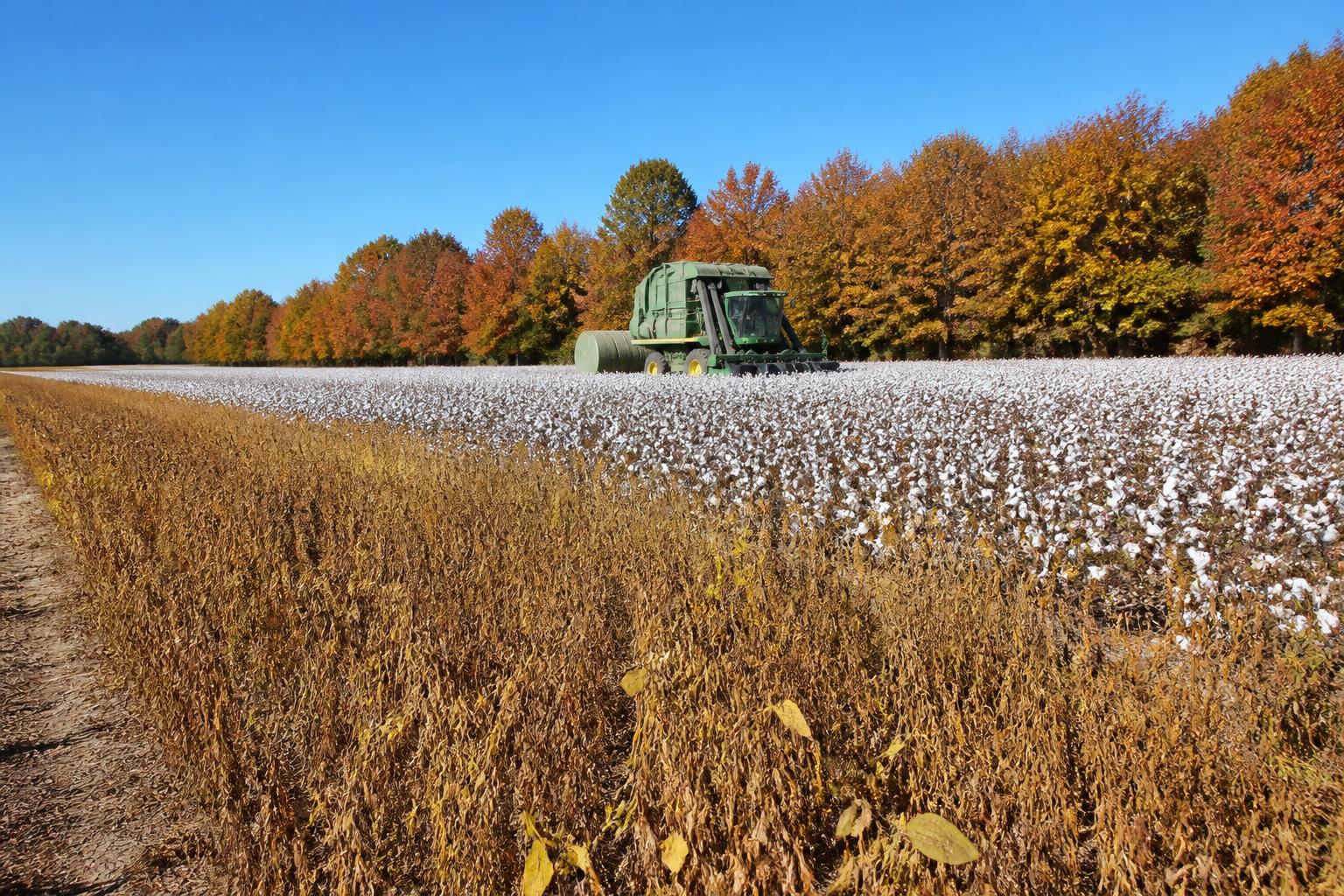 Tennessee Crop Ratings Hold Steady as Seasonal Harvest Progresses