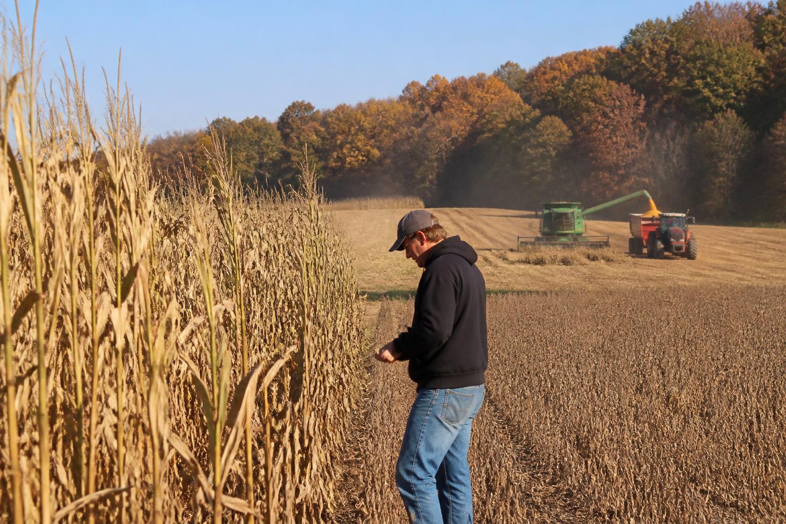 Montana Grain Logistics: Balancing Regional Market Volatility and Harvest Flow