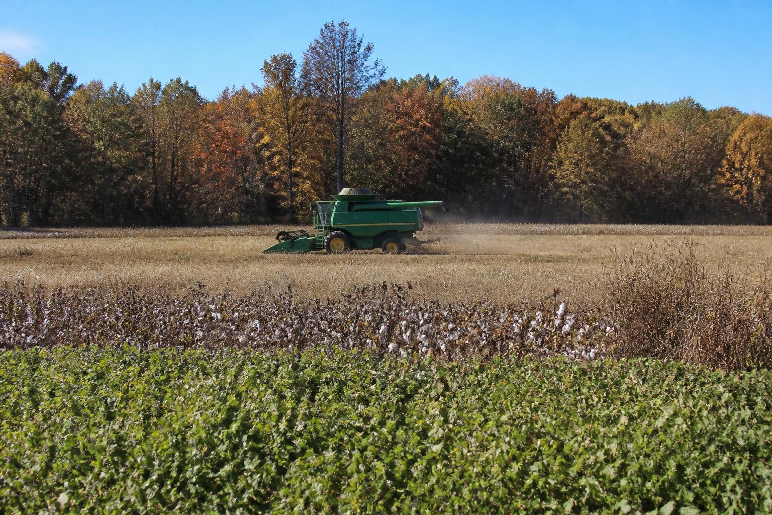 Arkansas Harvest Update: Balancing Yields and Processing Shifts