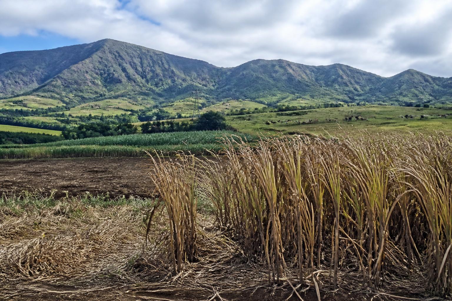 Navigating Supply Chain Dynamics in Hawaii's Agricultural Sector