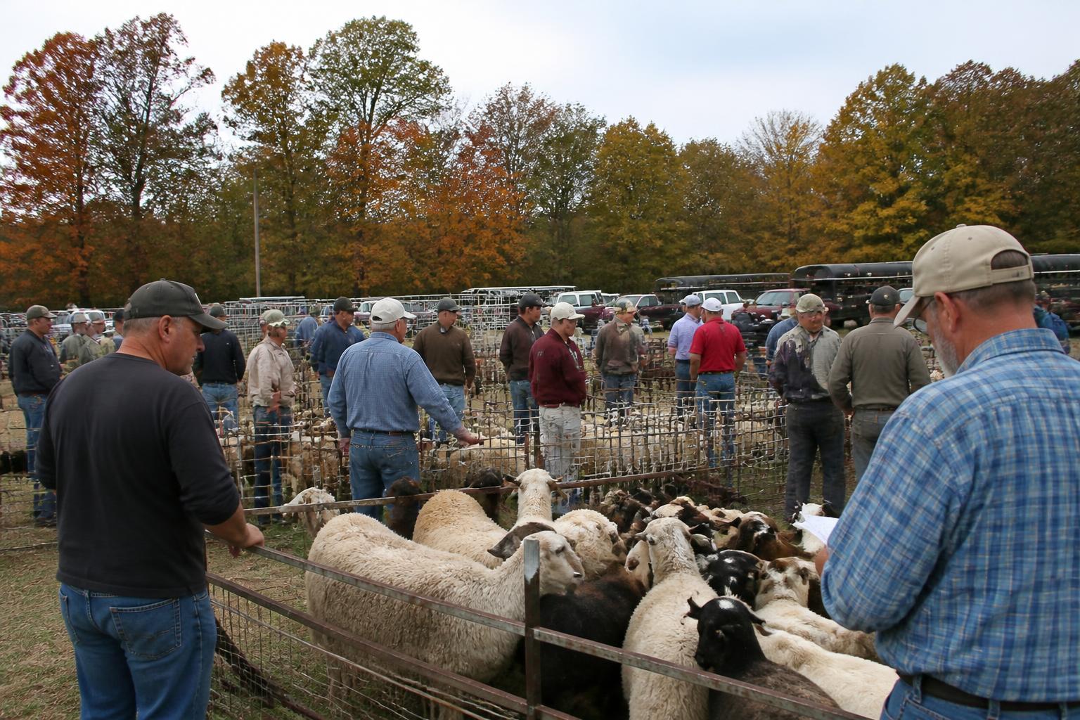 Mississippi Livestock Trends and Export Outlook: October Market Brief - AgroPost