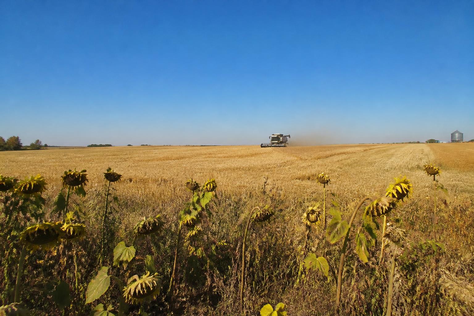 Managing North Dakota Crop Protection and Market Volatility This Fall