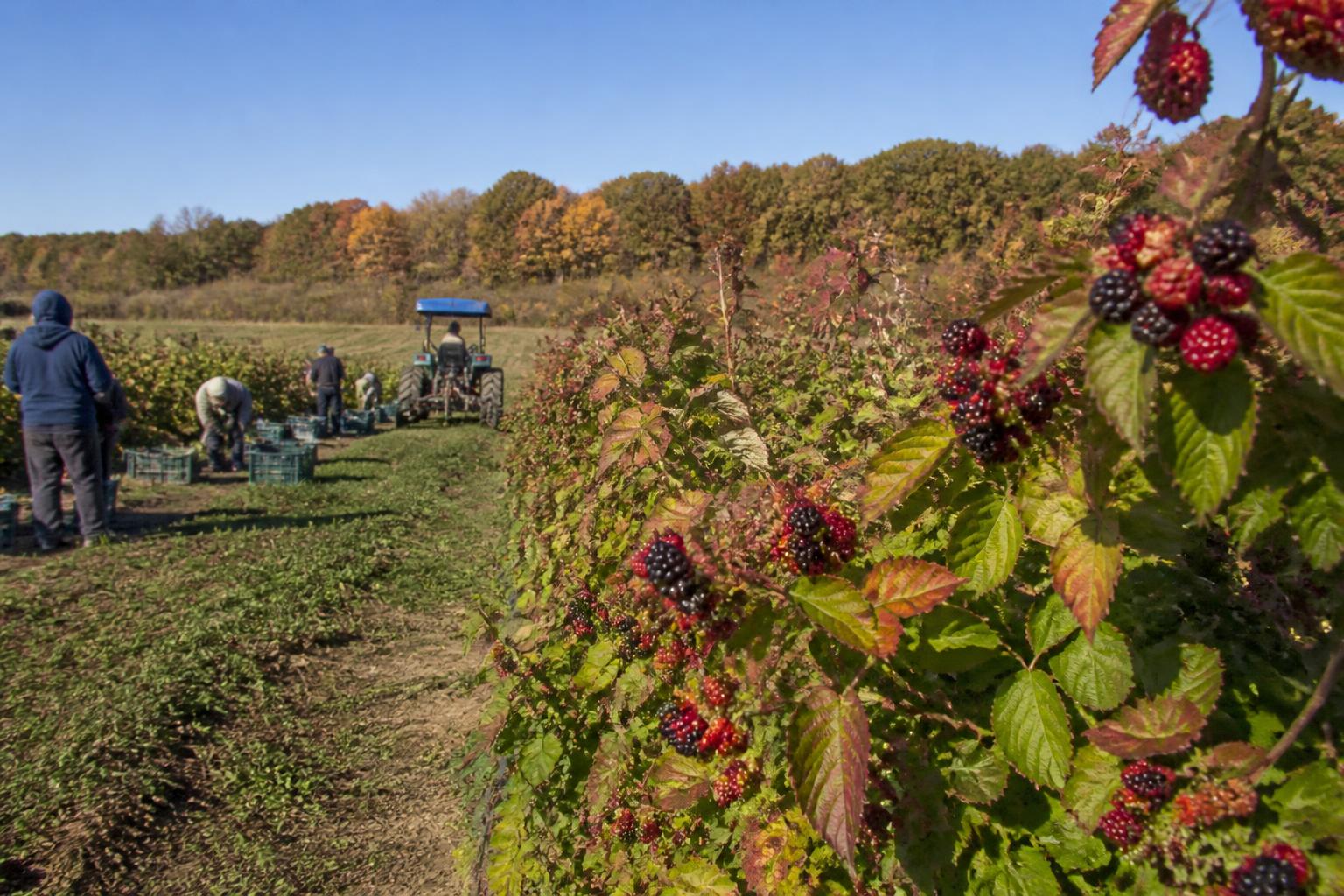 New Hampshire Growers Pivot Toward Sustainable and Specialty Crop Production