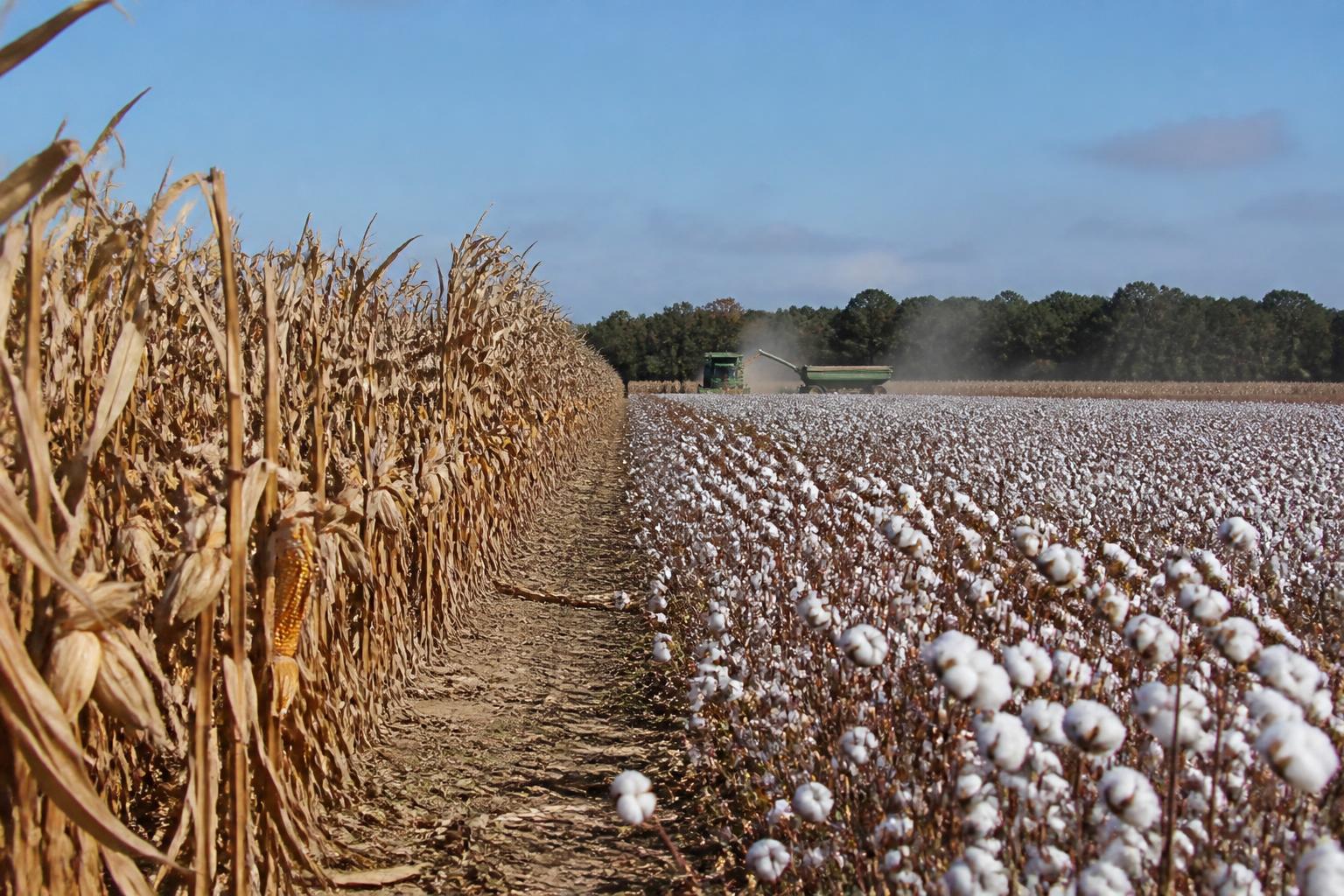 Tennessee Field Outlook: Crop Ratings Remain Robust During Peak Harvest - AgroPost