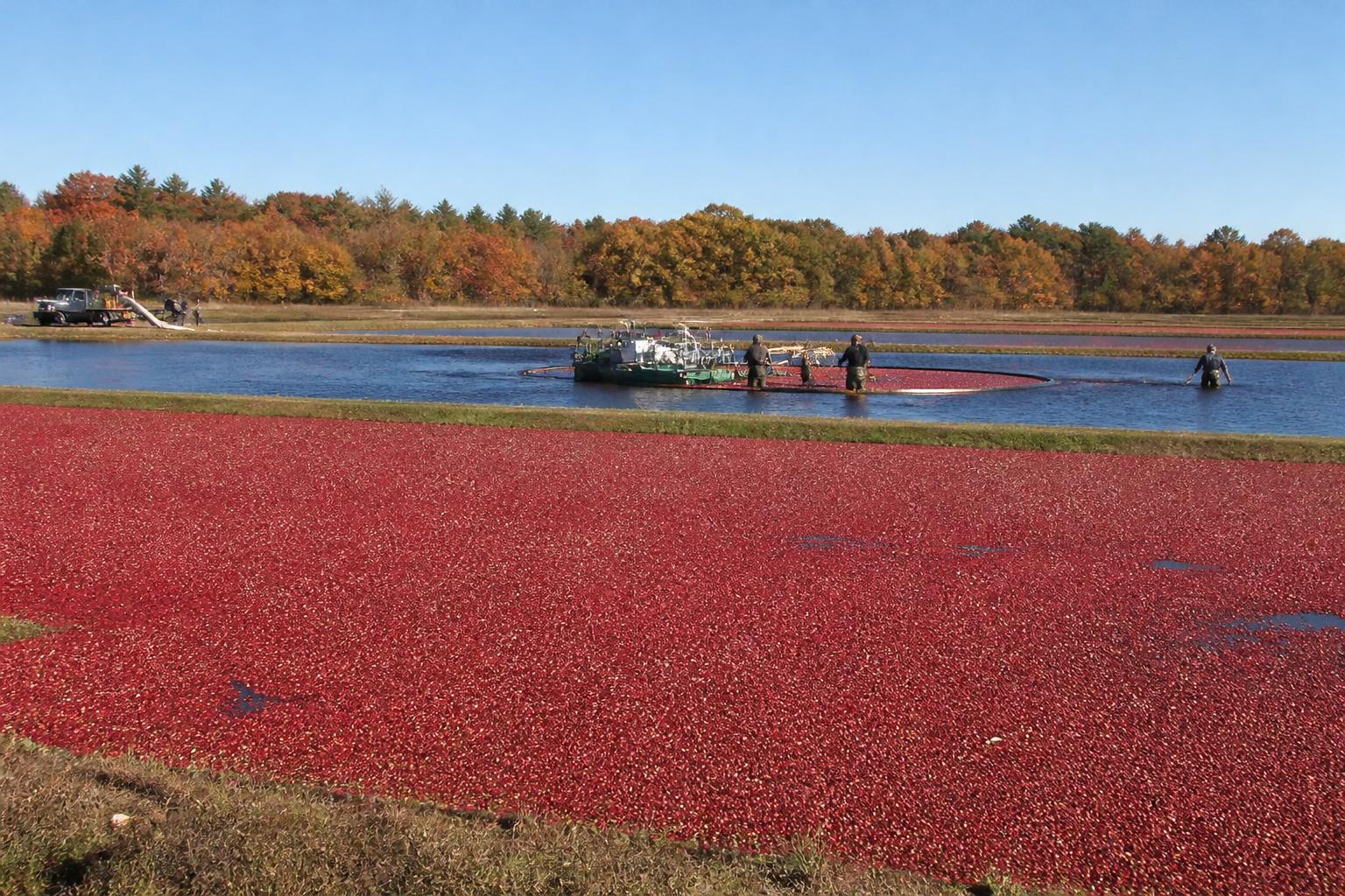 Massachusetts Ag Outlook: Frost Risks and Late-Season Logistics