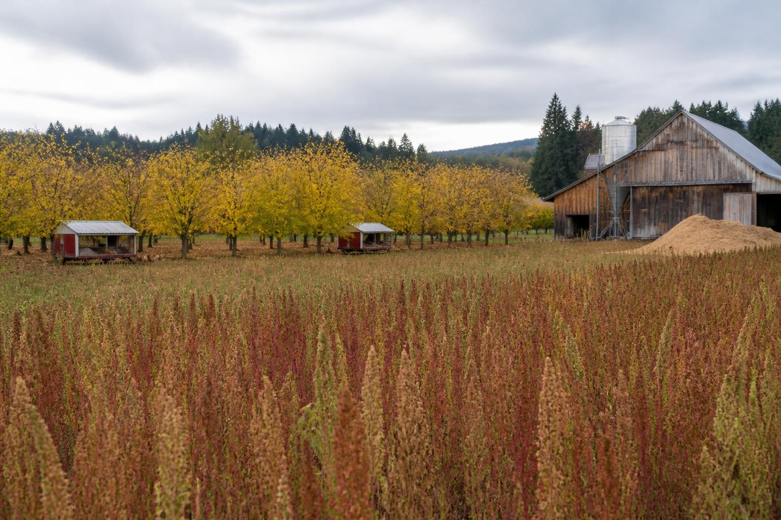 Oregon Hazelnut Sector Seeks Federal Support Amid Market Shifts - AgroPost