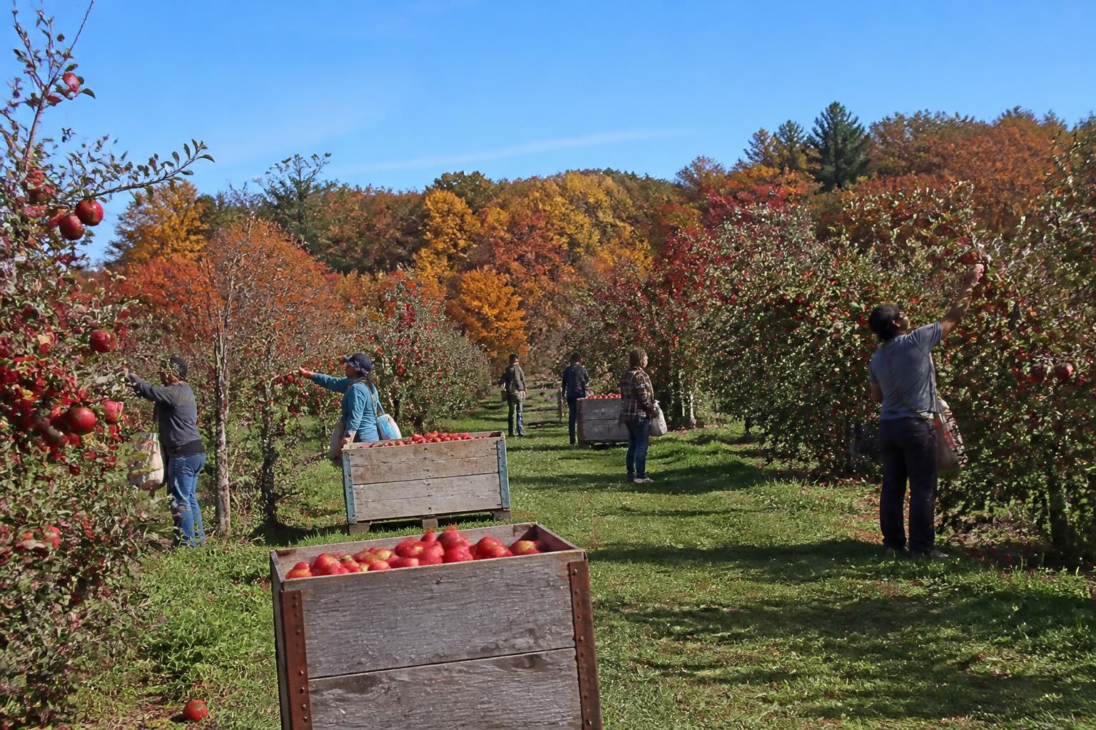 Massachusetts Growers Monitor Input Costs as Fall Season Transitions